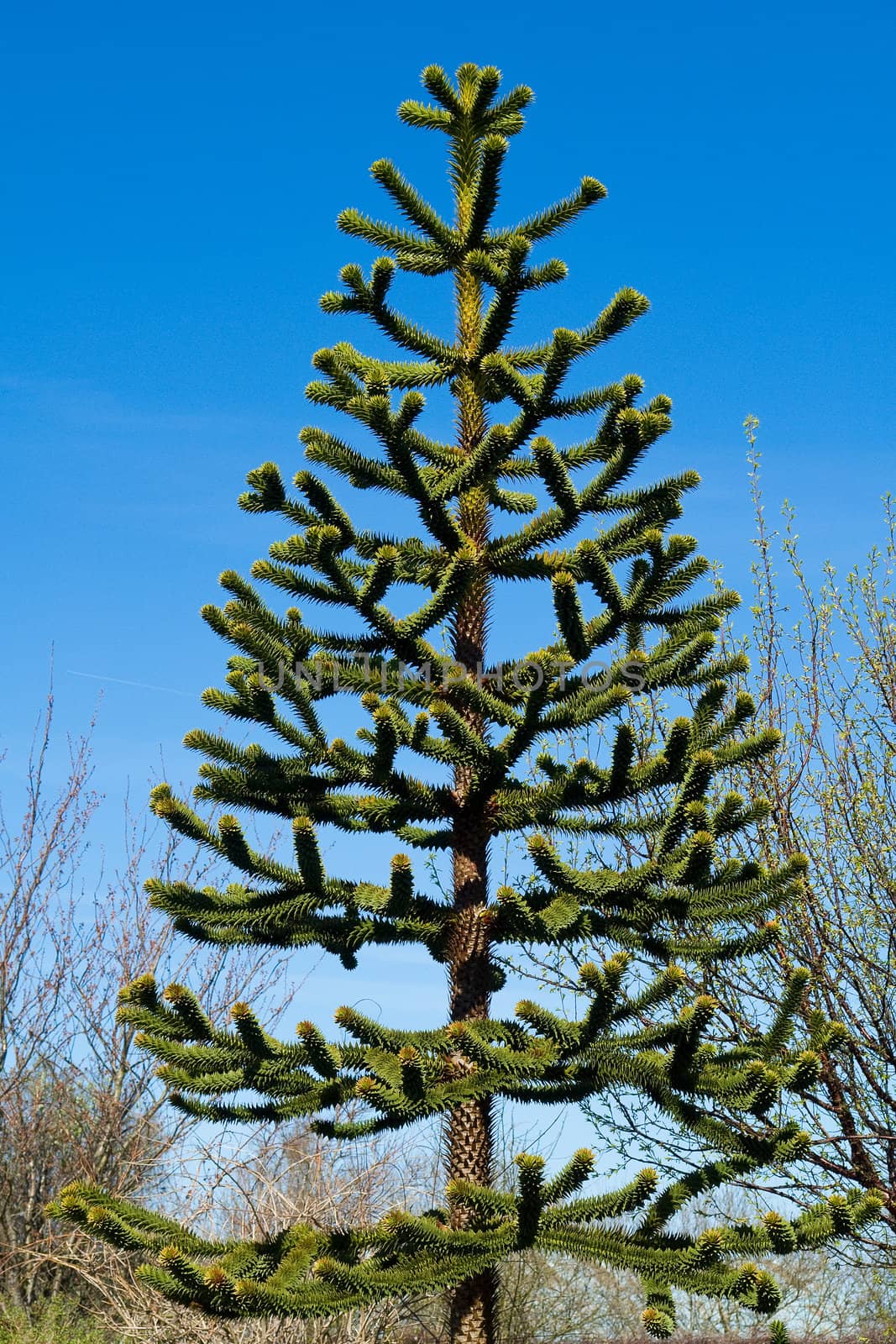 Fresh pine tree with clear blue sky background vertical image
