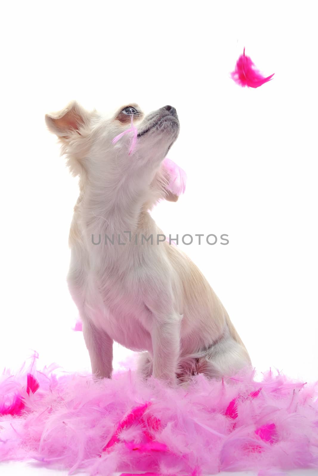 portrait of a cute purebred  puppy chihuahua with pink feather  in front of white background