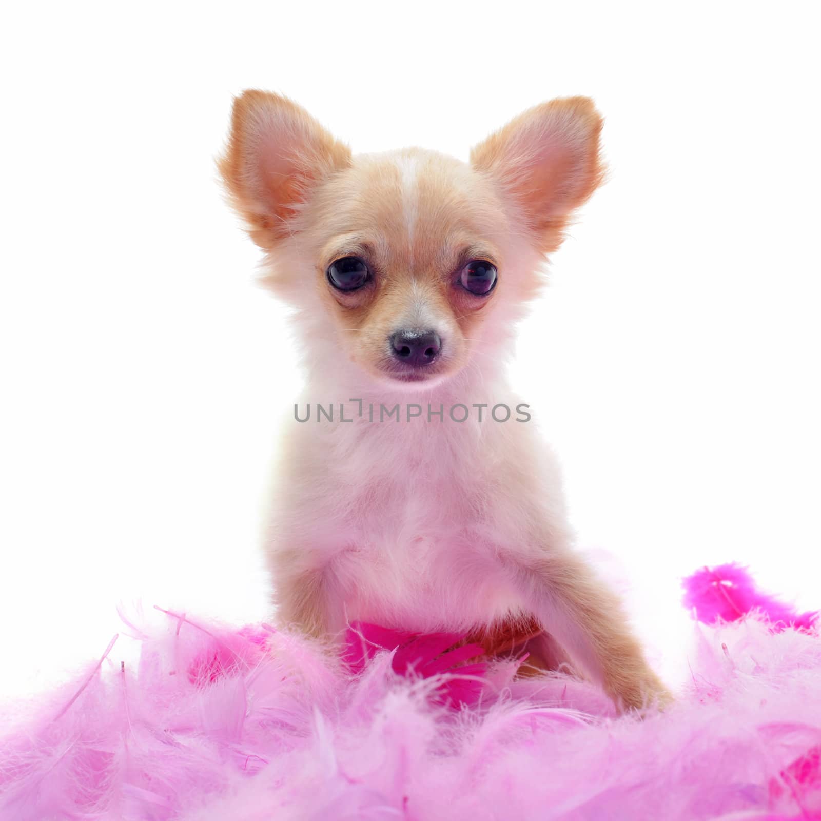 portrait of a cute purebred  puppy chihuahua with pink feather  in front of white background
