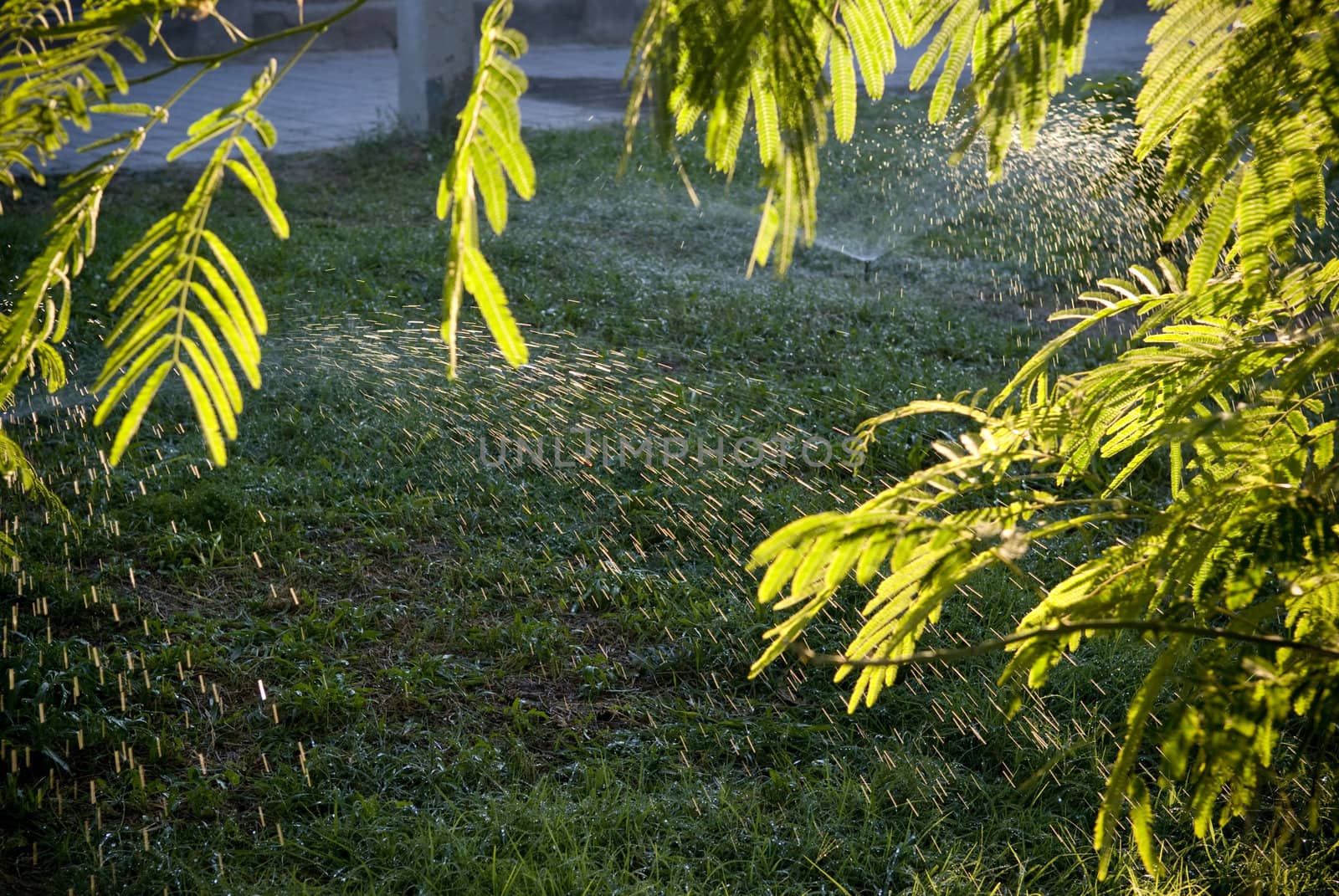 Water drops and leaves in the sunlight