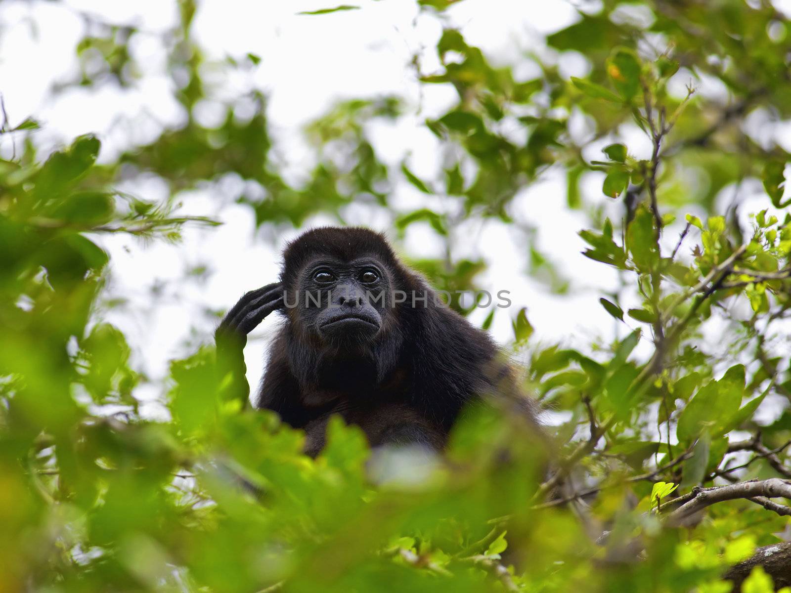 A Howler monkey sitting in the trees, Costa Rica