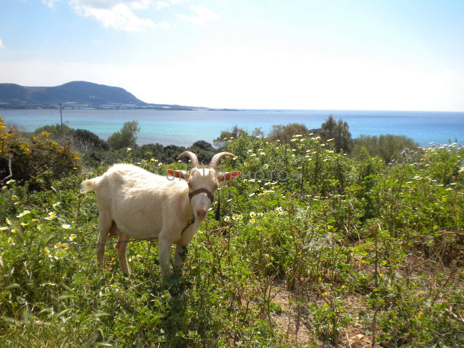 a little goat at countryside