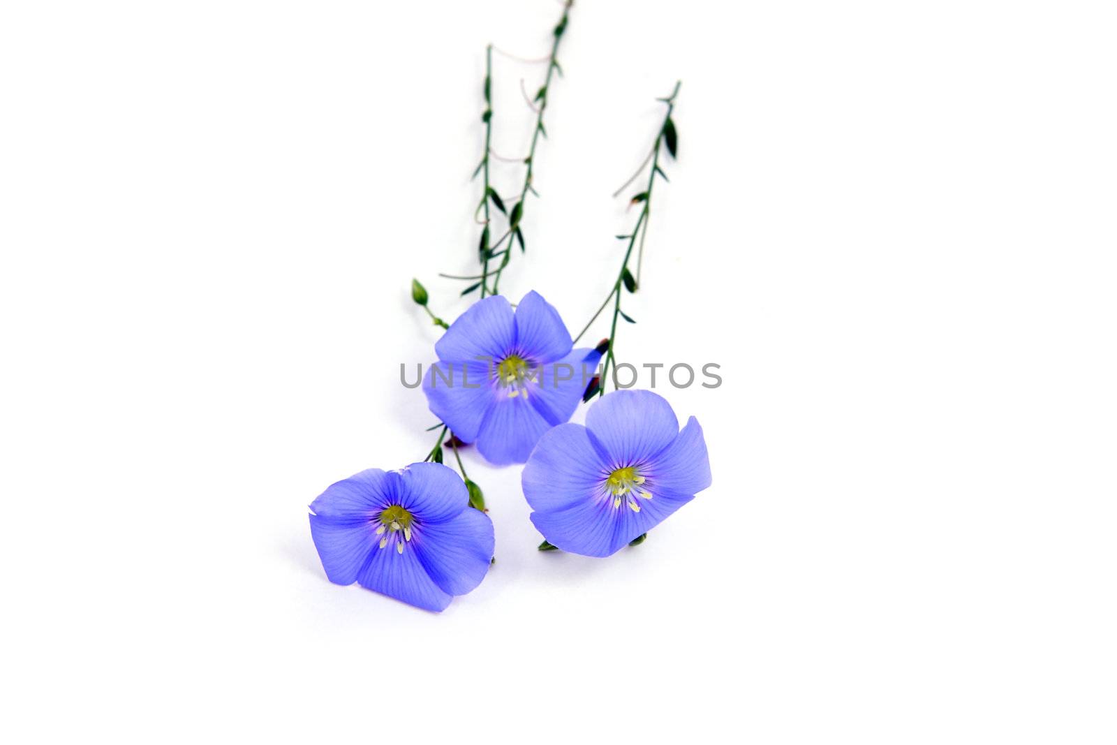  Linum usitatissimum  beautiful blue flowers  on white