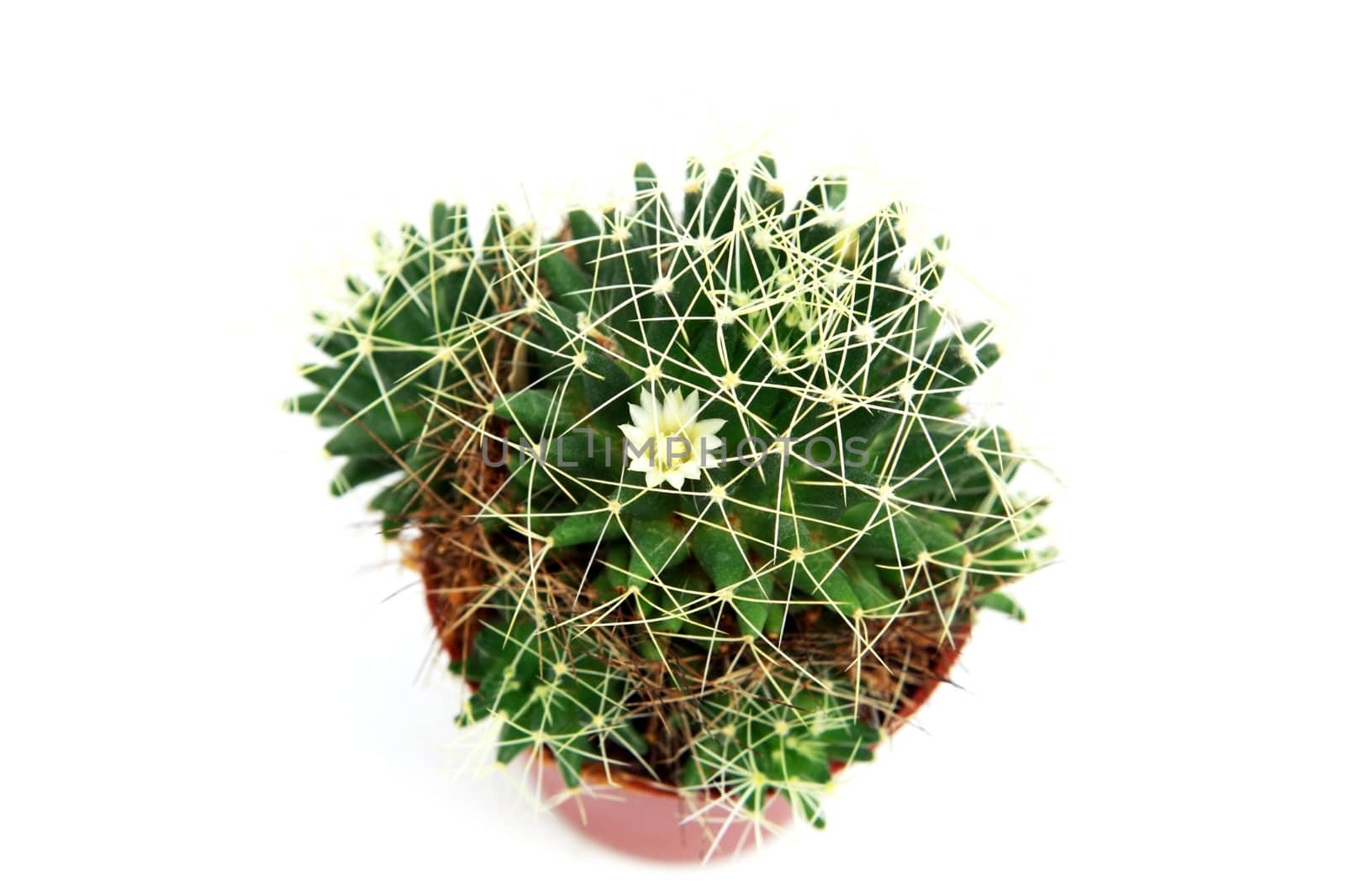 blossoming cactus close up on white background