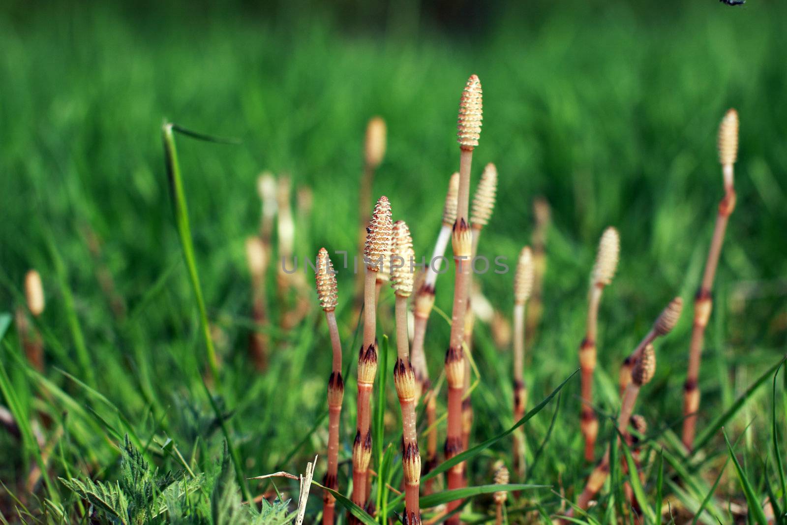 young horsetail by catolla