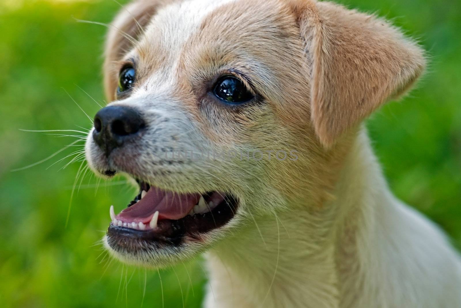 Labrador Retriever puppy  on the Green grass