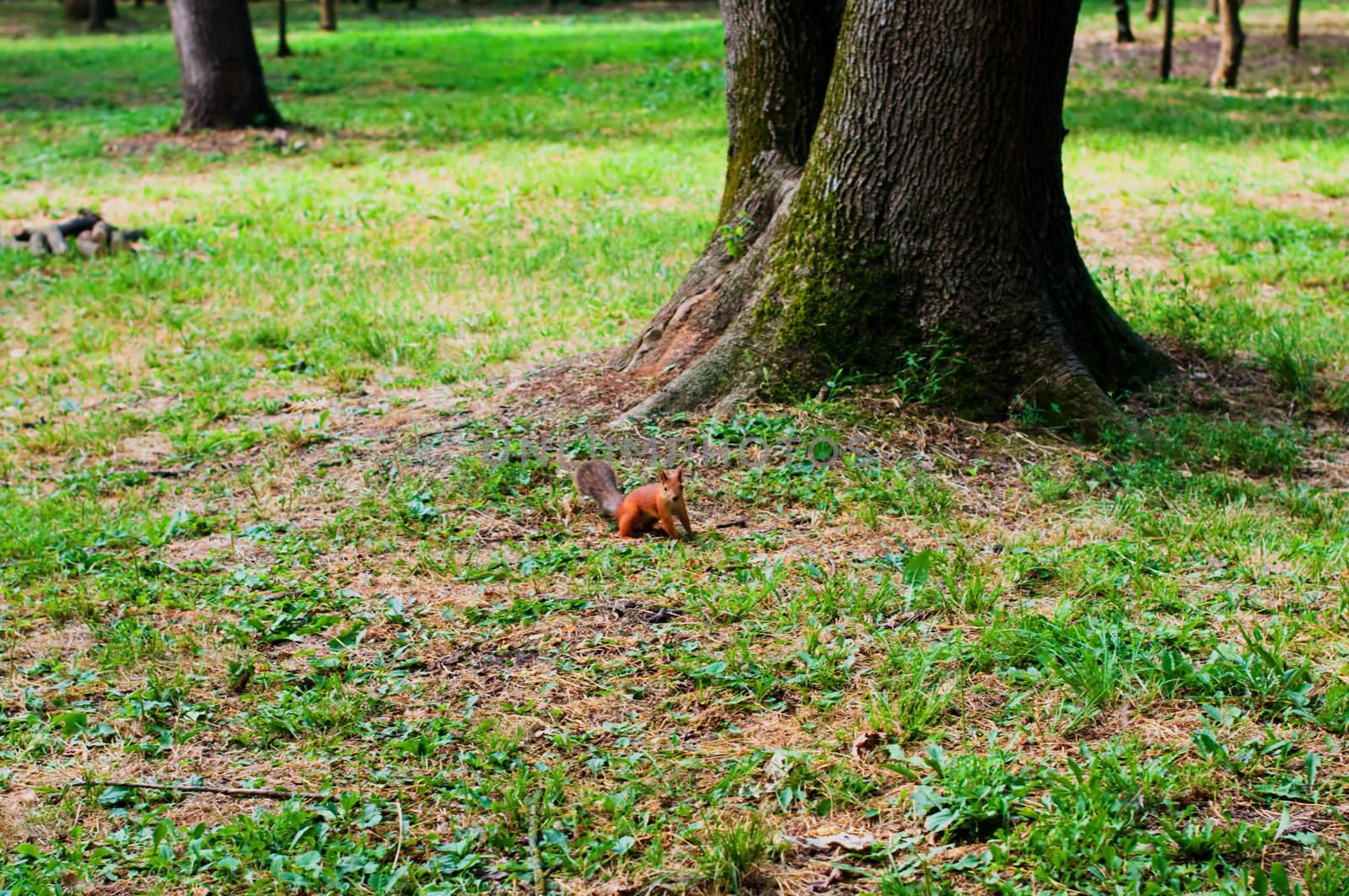 Red squirrel near to about a tree trunk