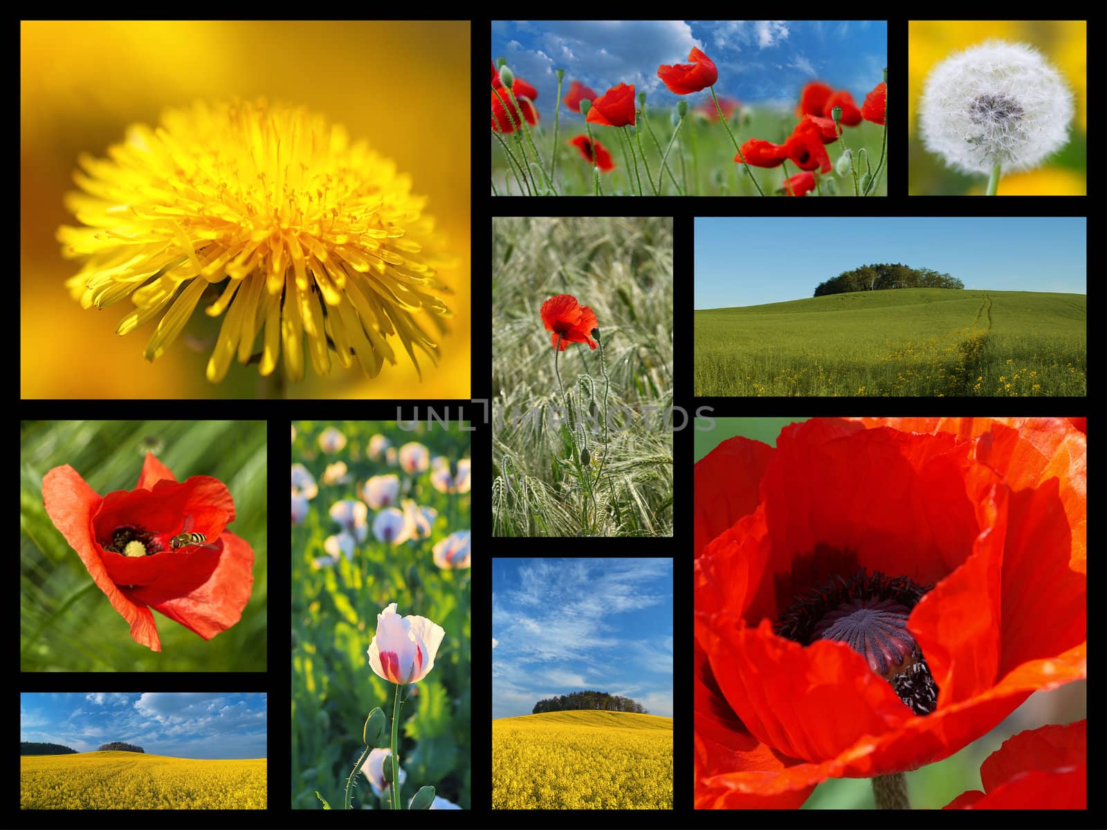 A collage of photos from the summer flowers. Poppy, dandelion, rape
