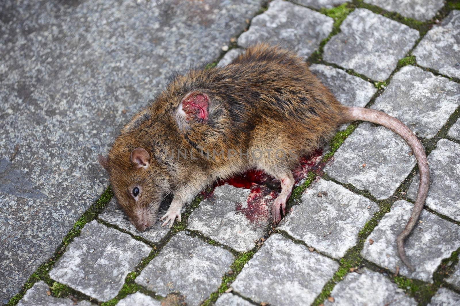 Close up of a dead rat, with its eyes open, on sidewalk

