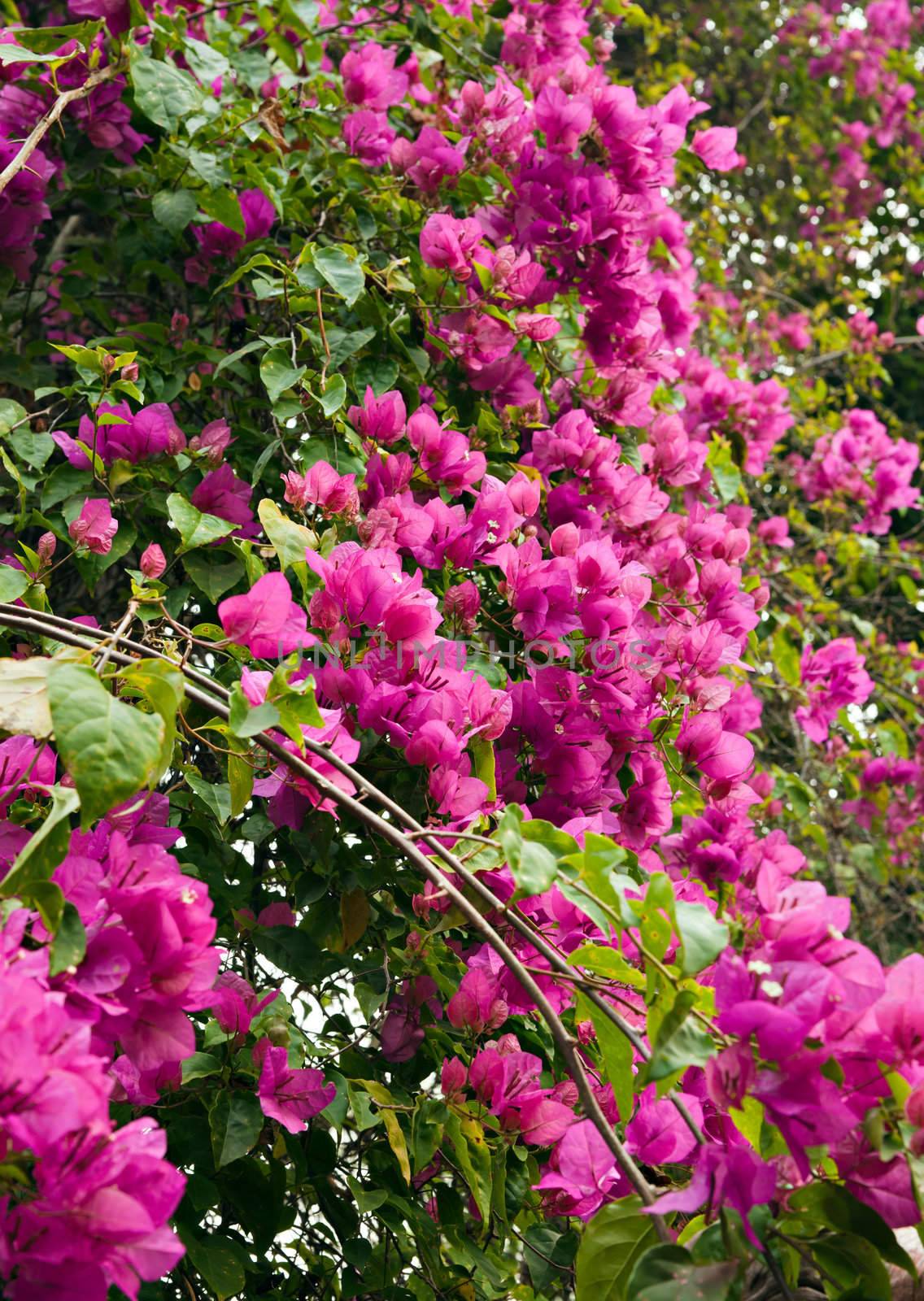 beautiful spray of pink flowers in the garden