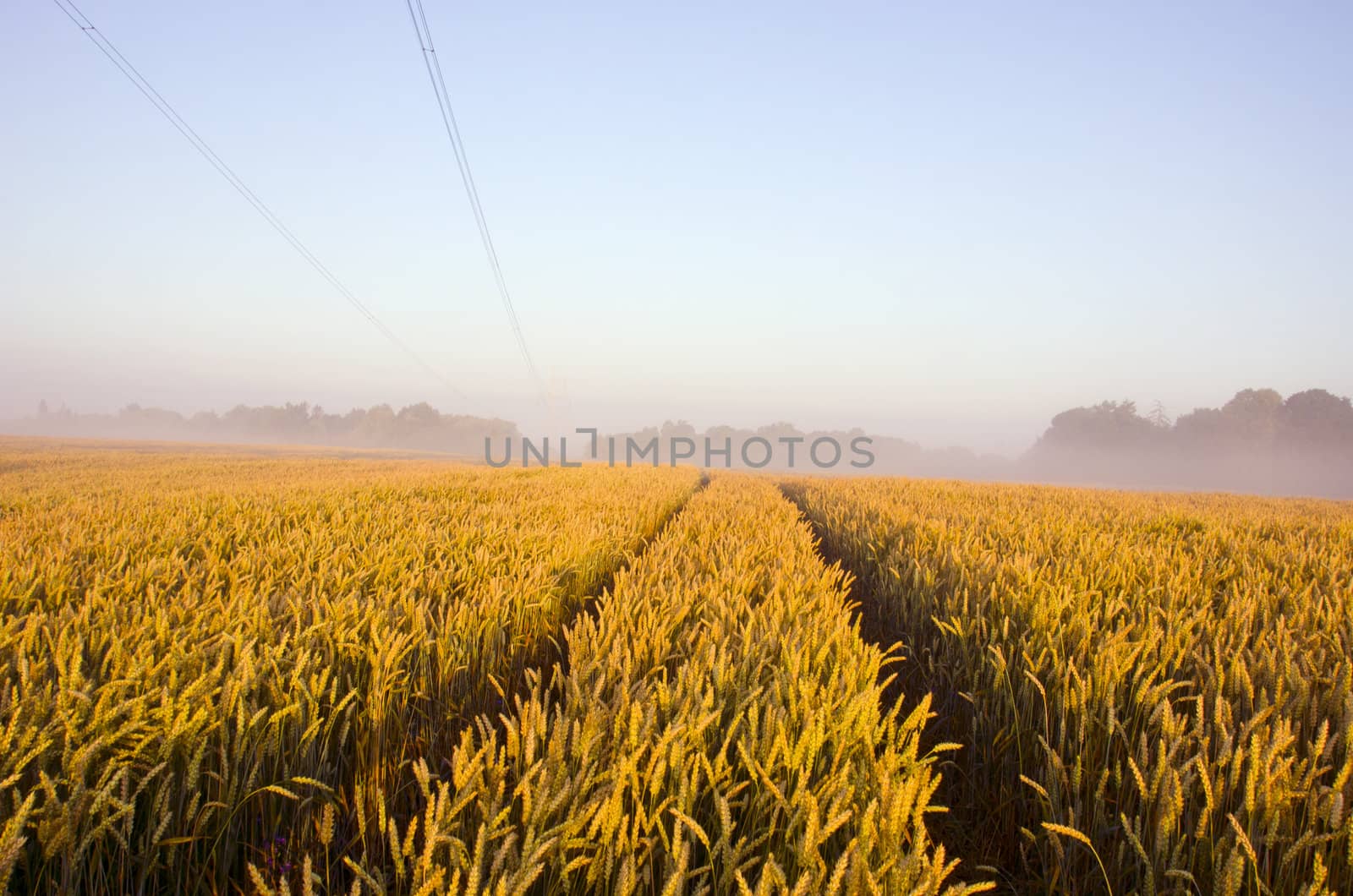 Tractor wheel mark on the field. by sauletas