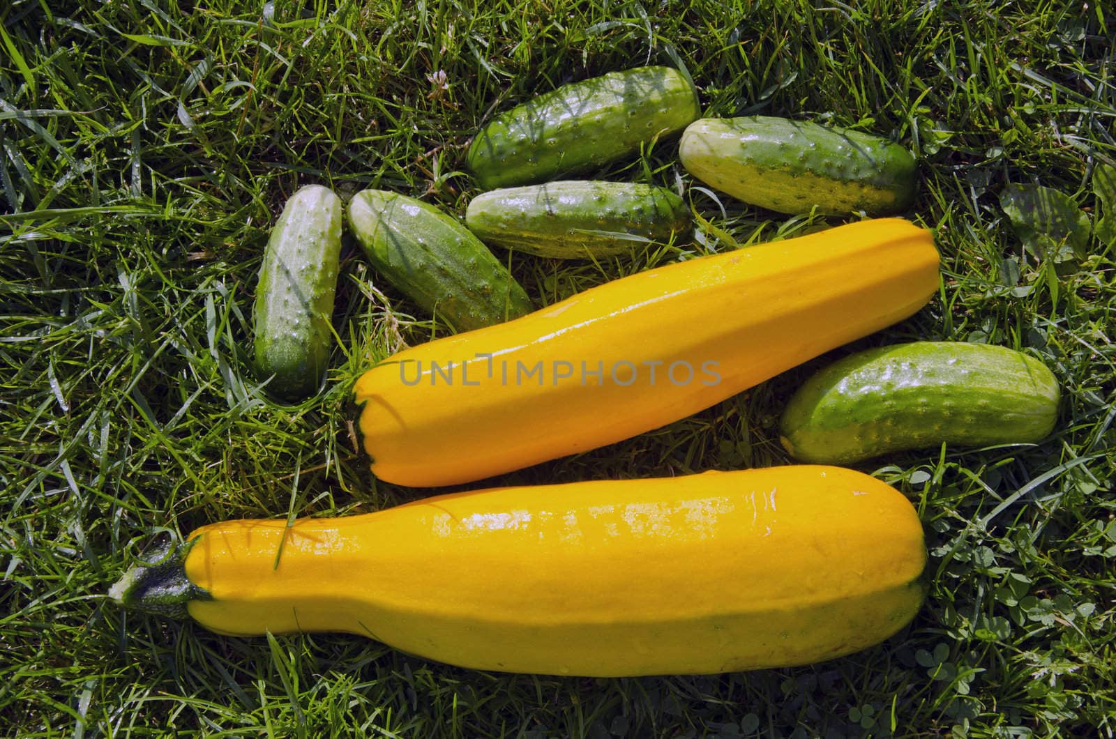 Just picked up cucumbers and zucchini lying on the grass. Eco food.