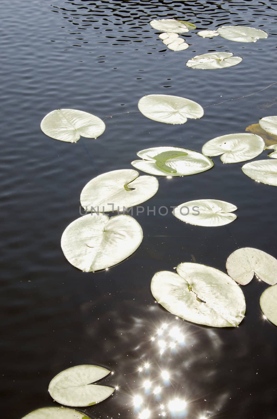 Sun reflections on the water and white lily leaves.