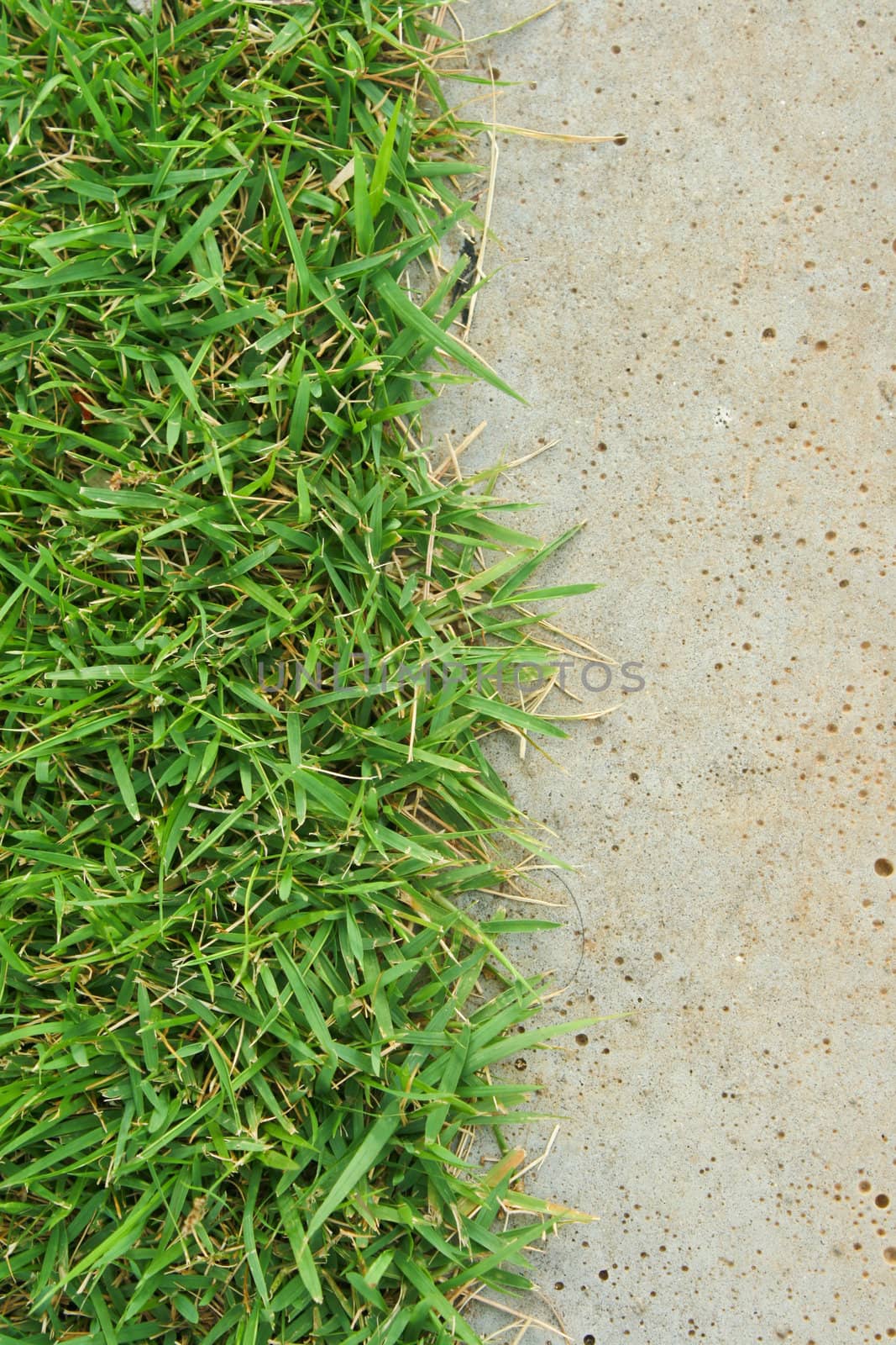 Green grass and concrete floor