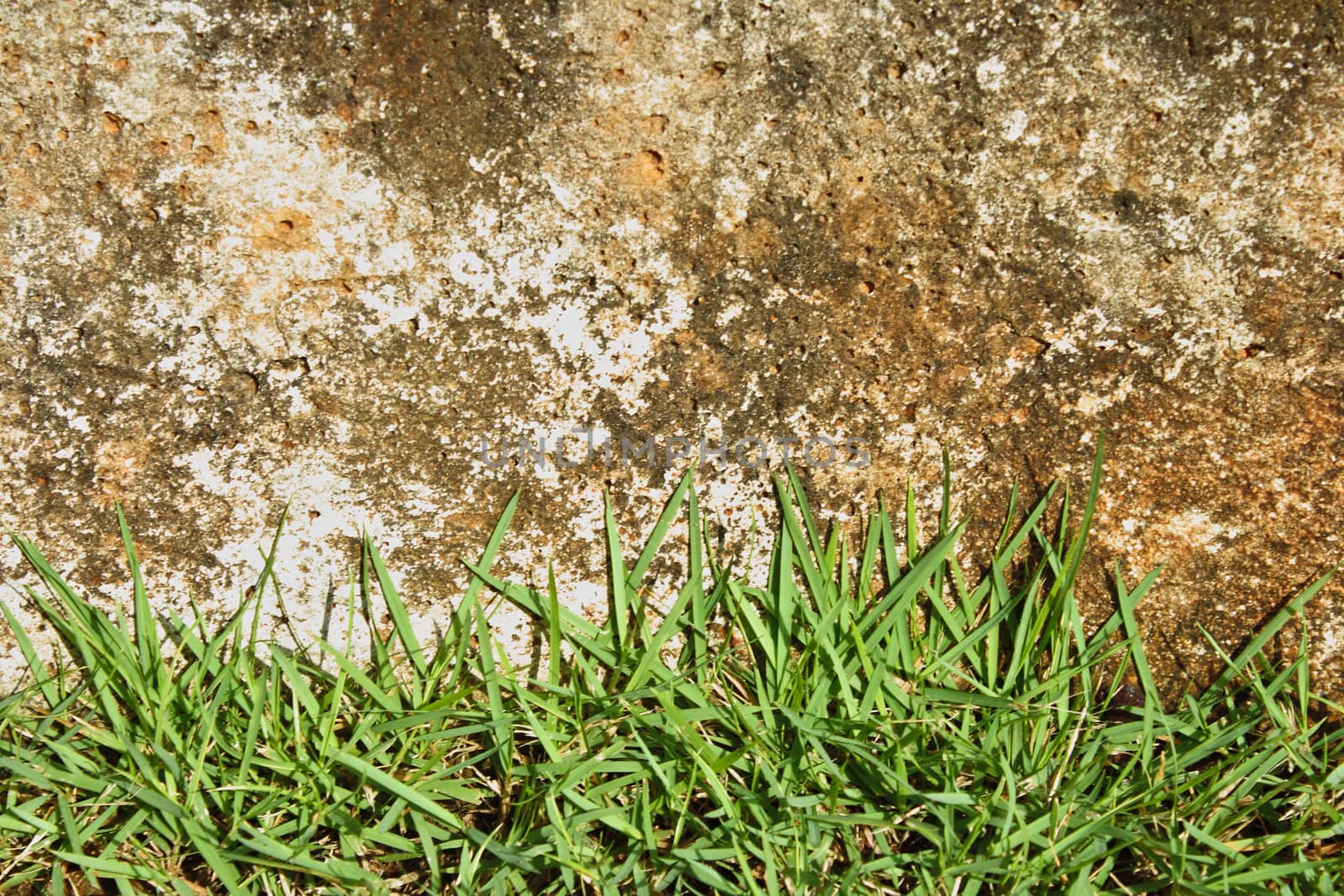 Green grass and concrete wall