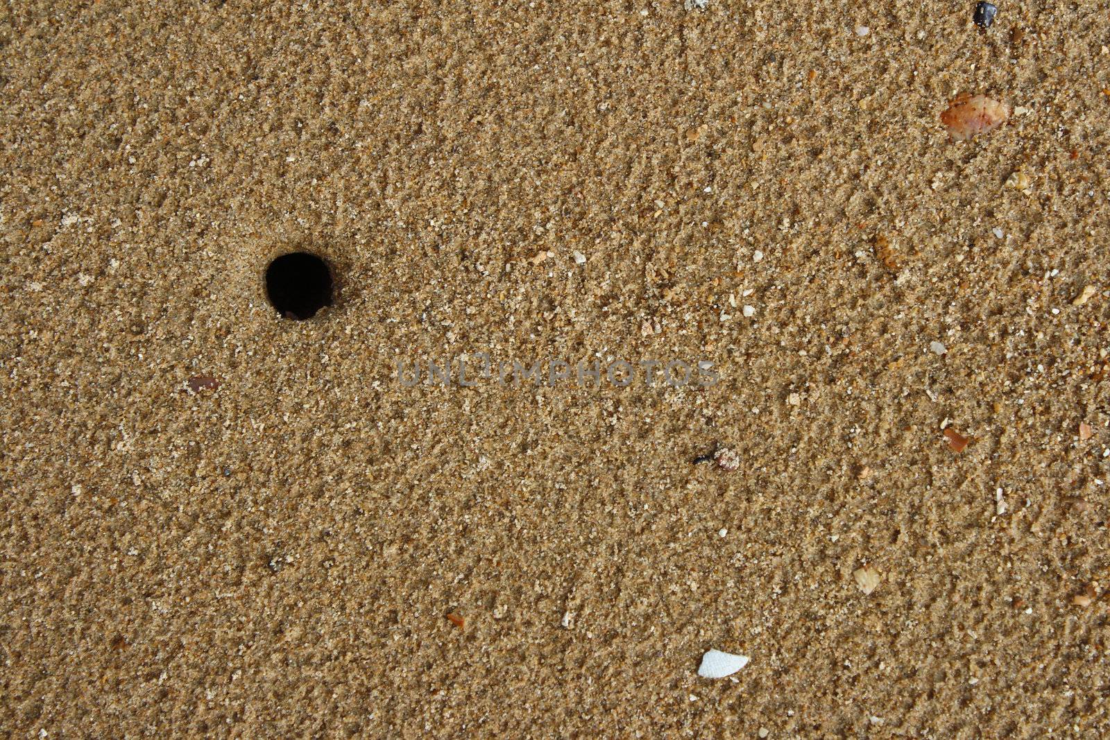 Hole crab from sand for background