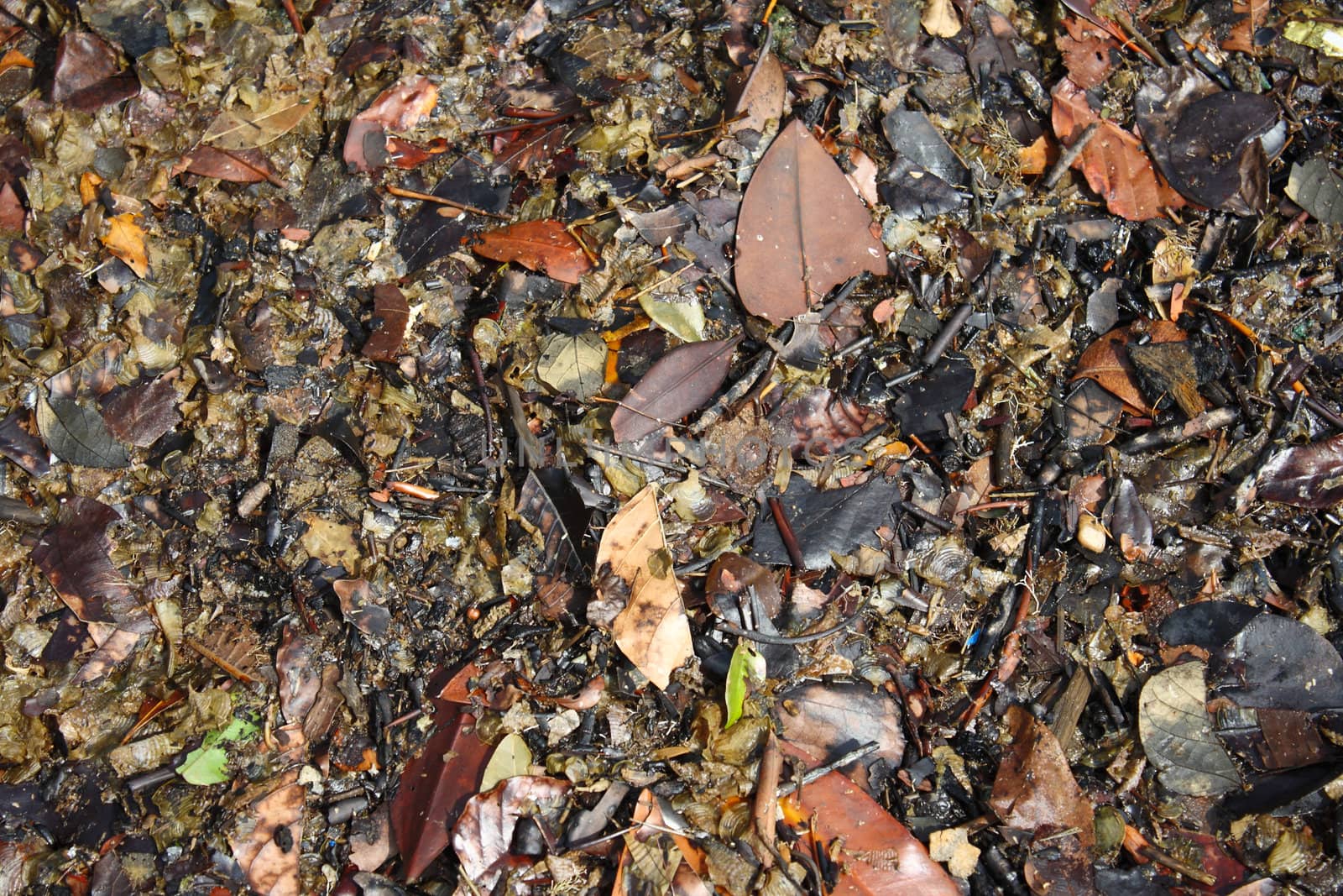 Floating leaf decay on the water