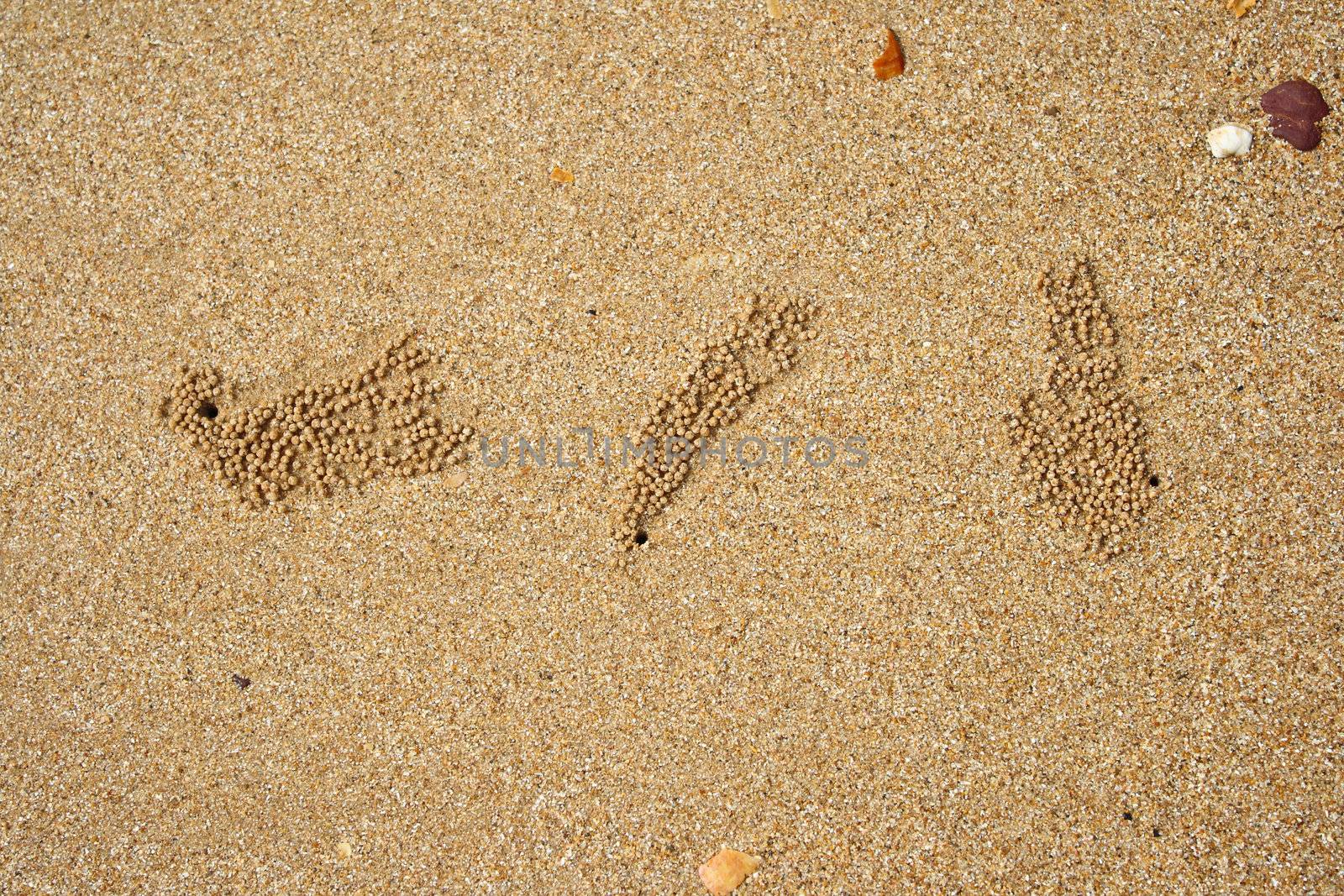 Hole crab from sand for background