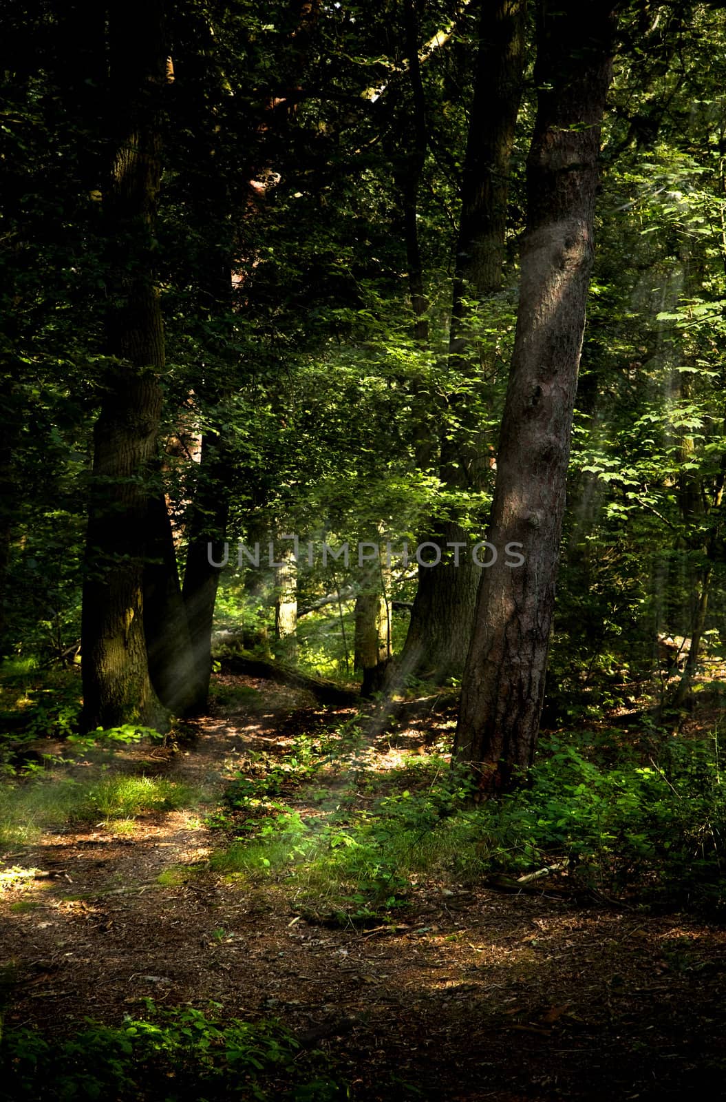 Path in the forest on summer morning with a few light beams