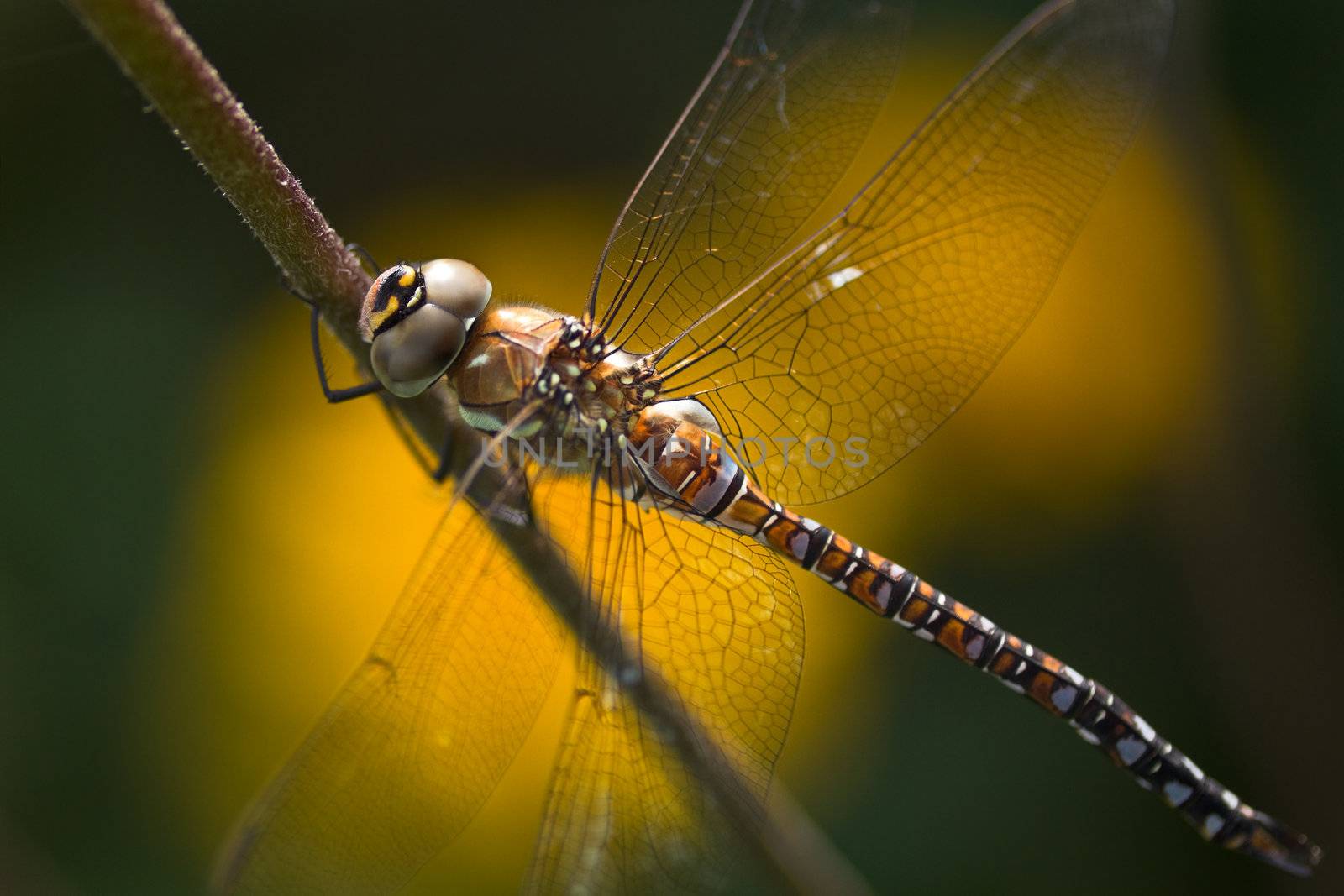 Dragonfly Aeshna mixta or Migrant hawker resting on flowerstalk with bokeh from yellow flowers