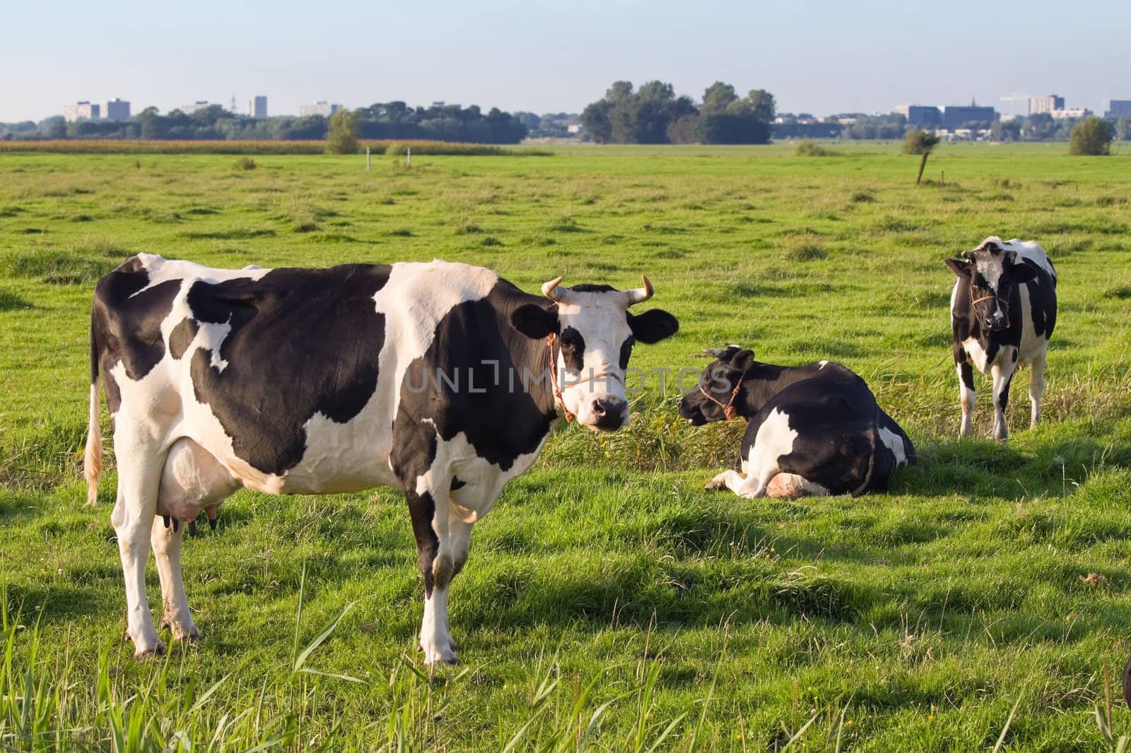 Dutch polder landscape with a few milch cows of the famous race Friesian Dairy or Fries Stamboek grazing on the fields in summer evening light 