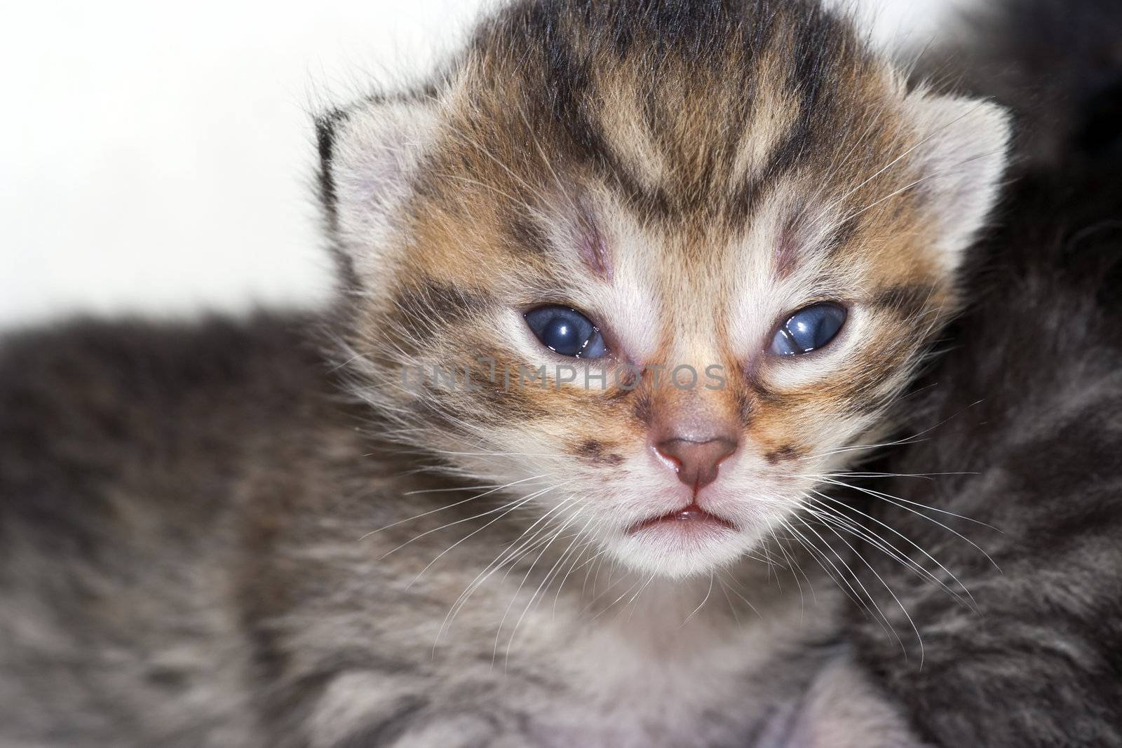Detail of the very small kitten - newborn kitten, two weeks ago
