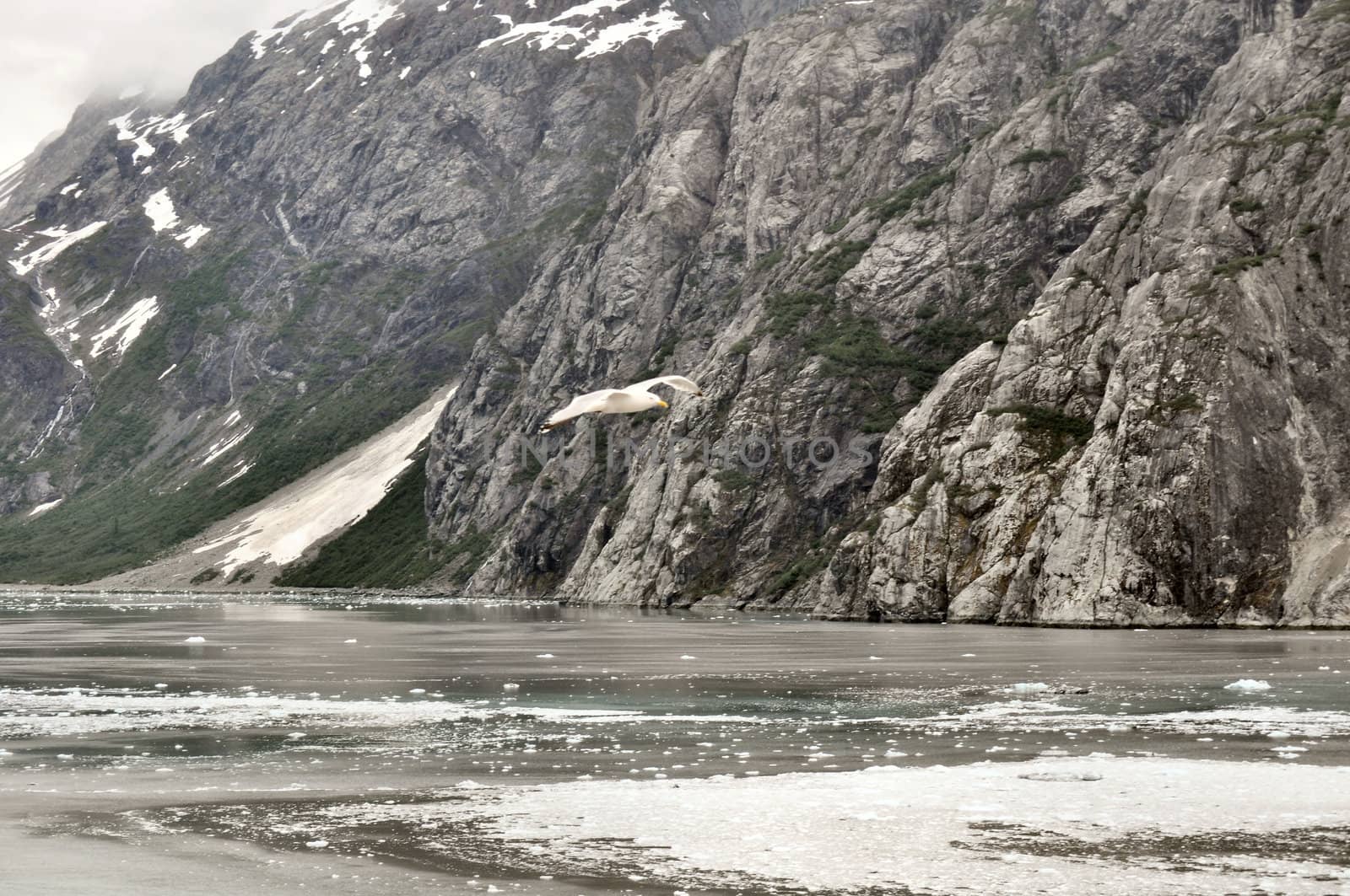 Alaskan Glaciers by RefocusPhoto