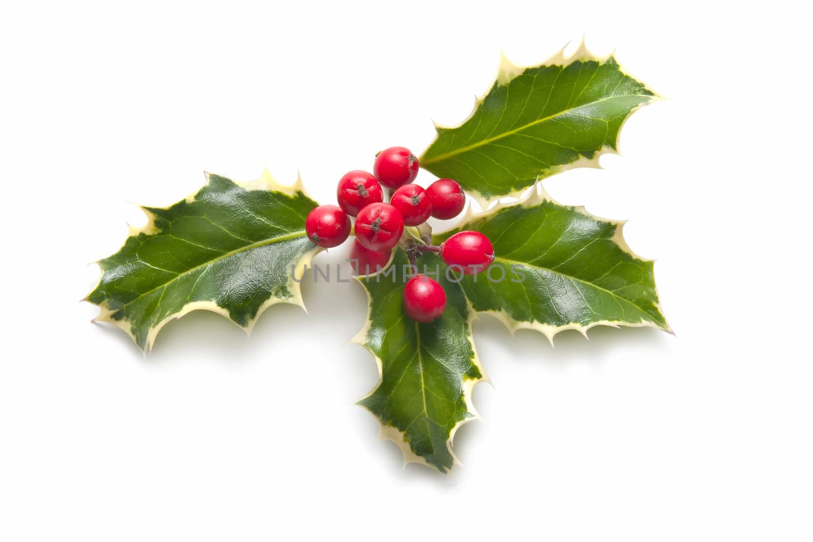 holly plant with berries isolated on white background