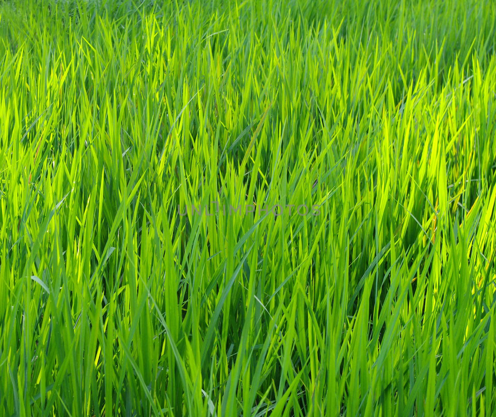 Green nature paddy field background, Bali, Indonesia.