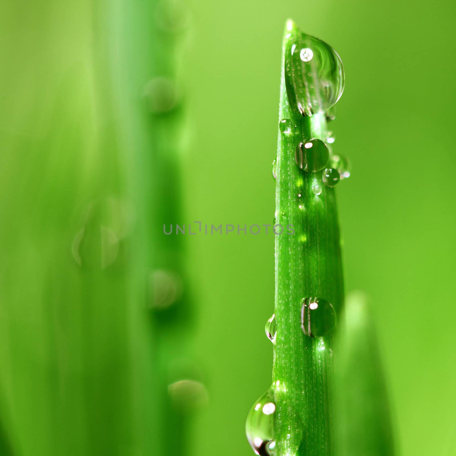 big water drop on grass blade