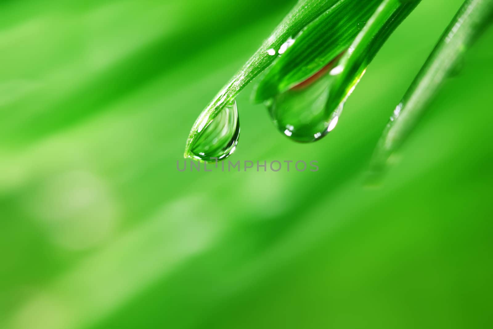 big water drop on grass blade