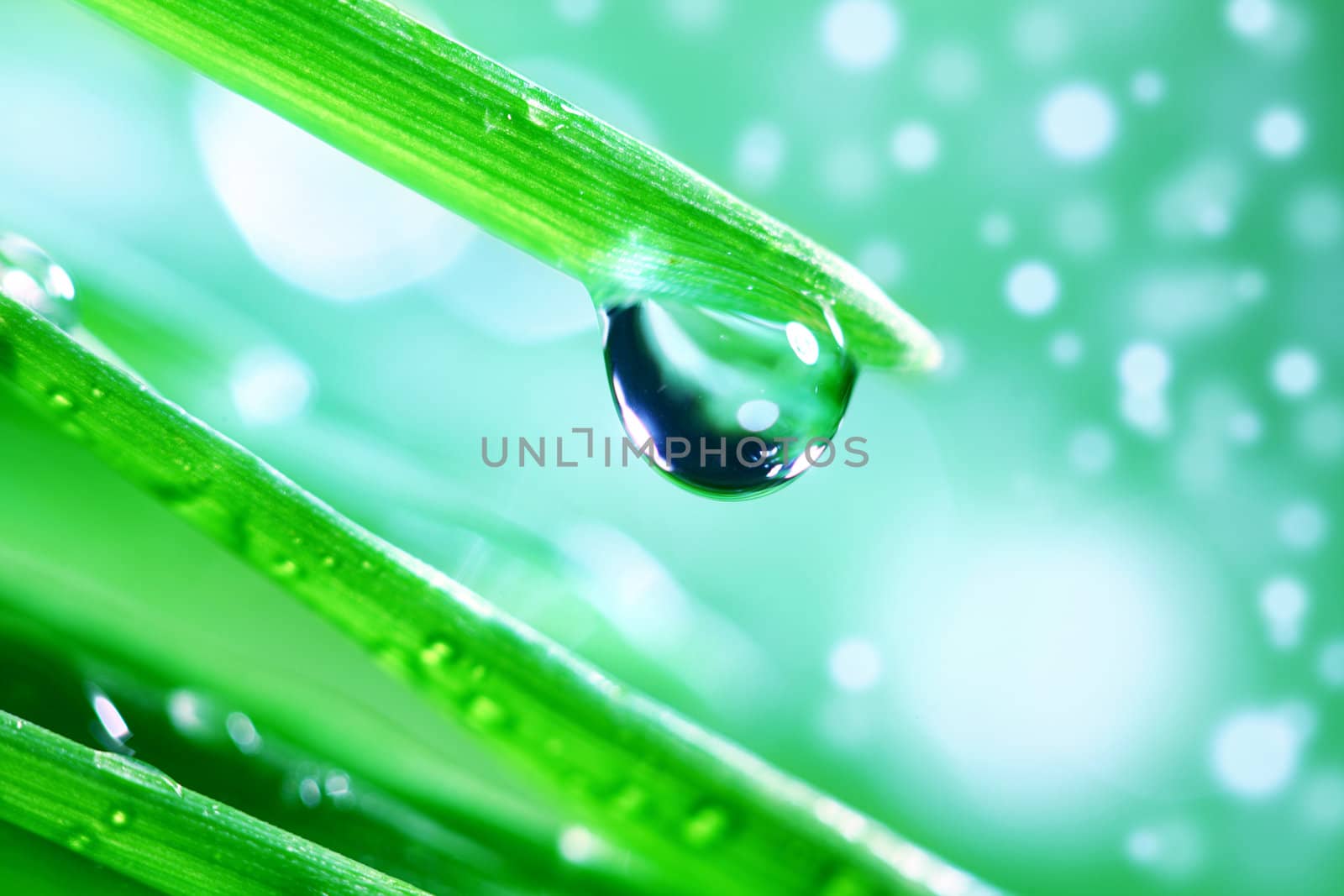 big water drop on grass blade