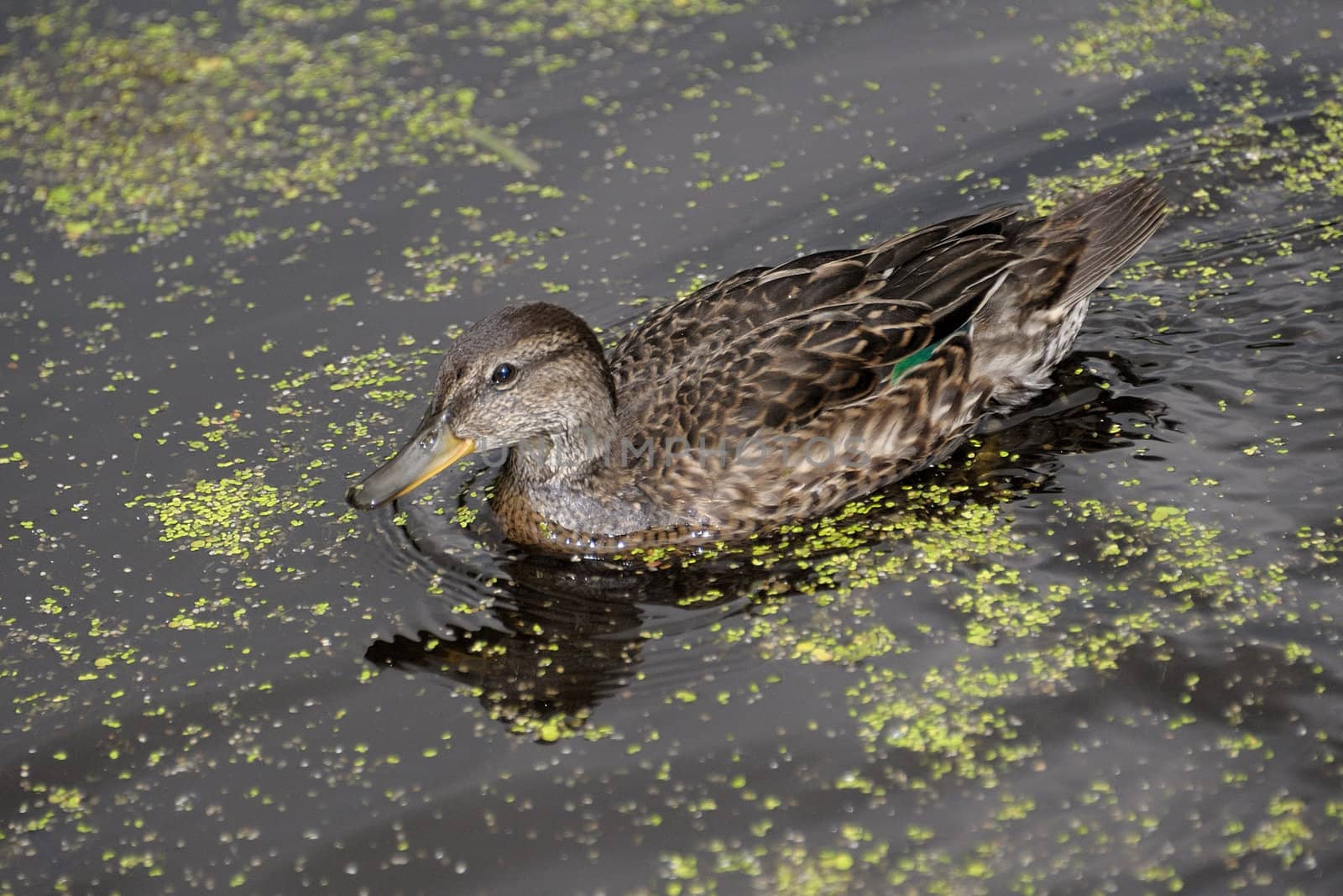 Gadwall brood of floats on the water with green duckweed and feeds