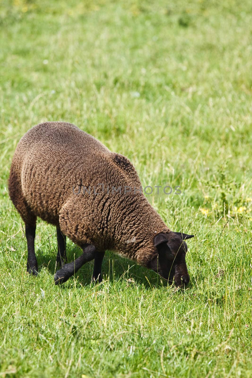 Brown sheep grazing on field by Colette