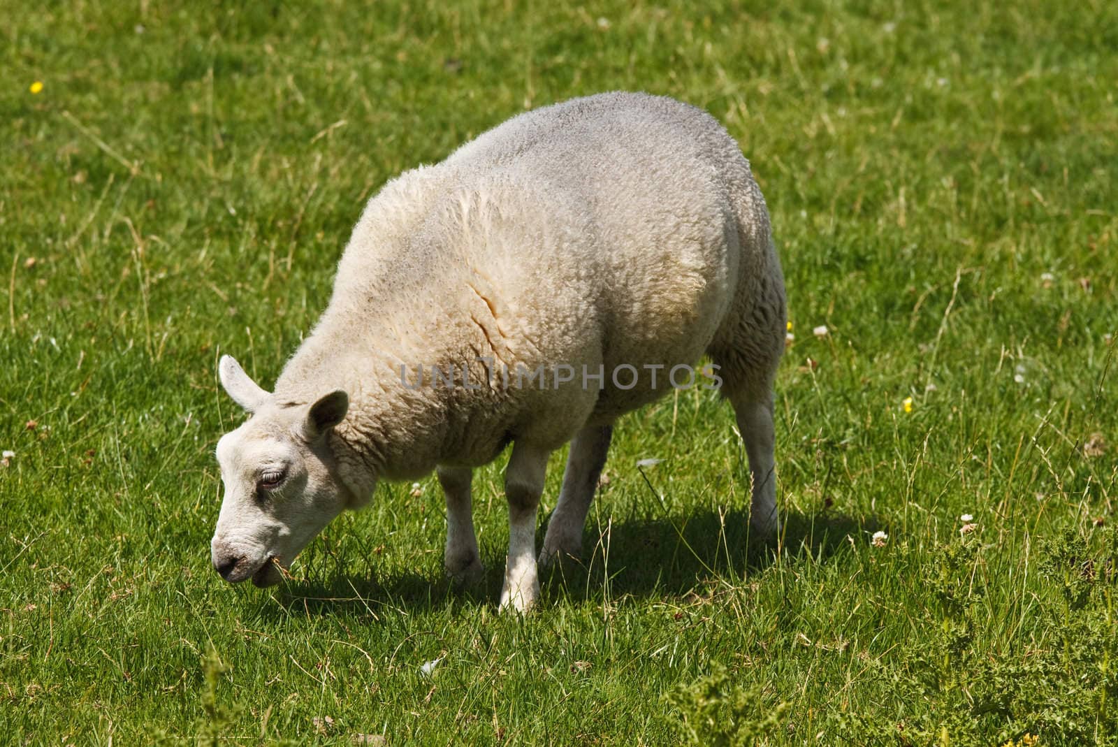 White sheep grazing on field in summersun - horizontal