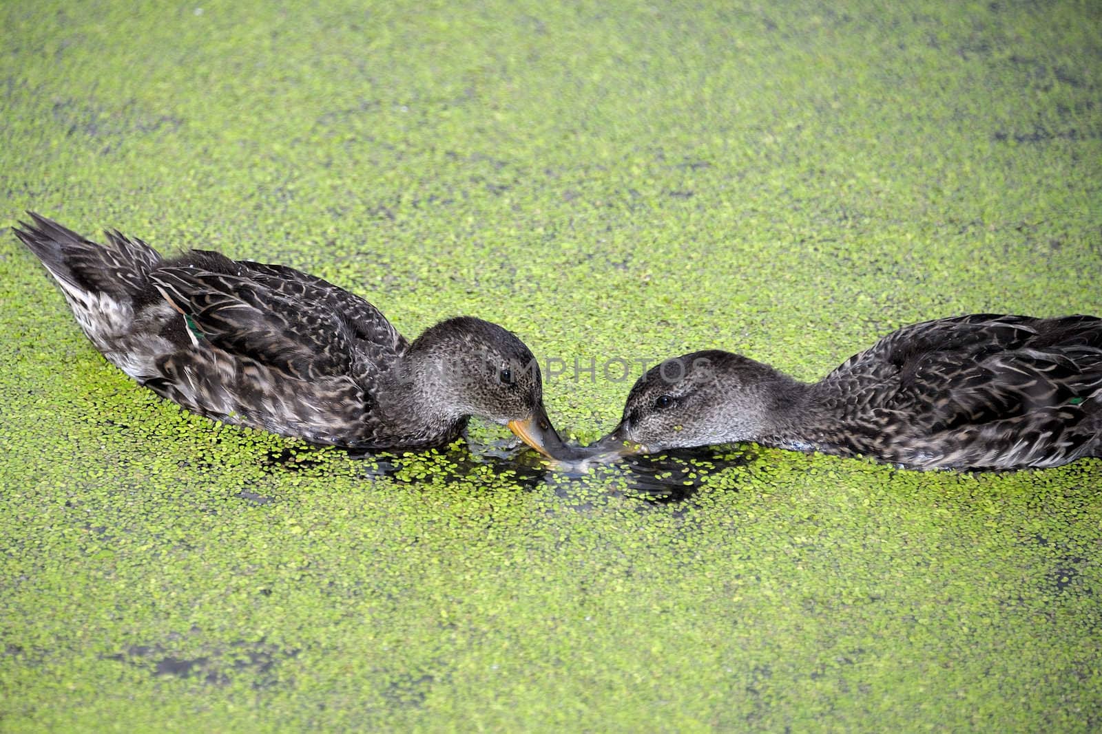 Gadwall brood of floats on the water with green duckweed and feeds