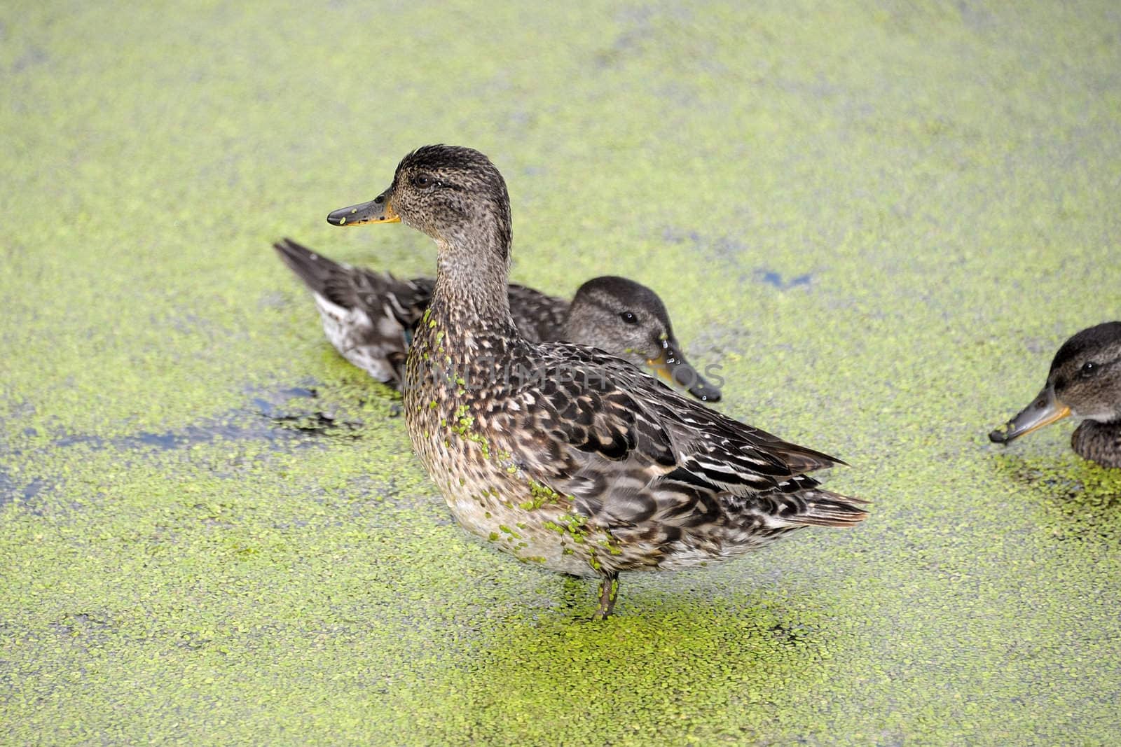 Gadwall brood of floats on the water with green duckweed and feeds