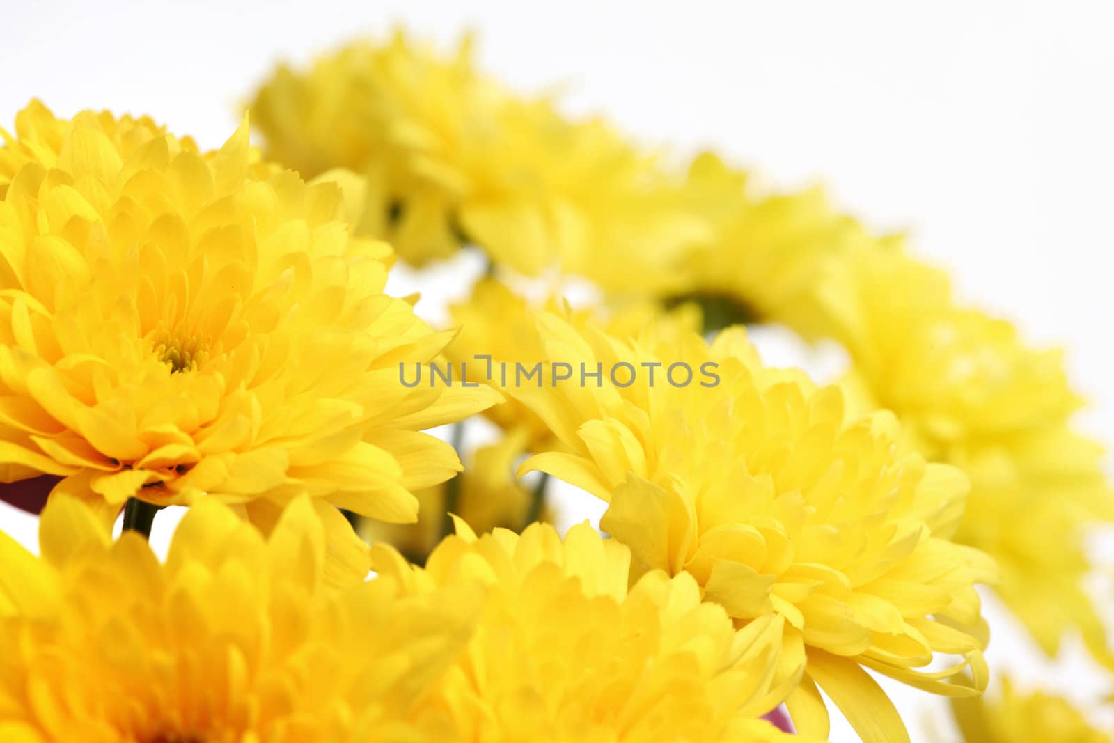 pink chrysanthemum macro close up