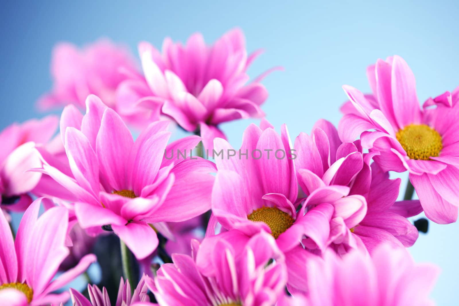 pink chrysanthemum macro close up