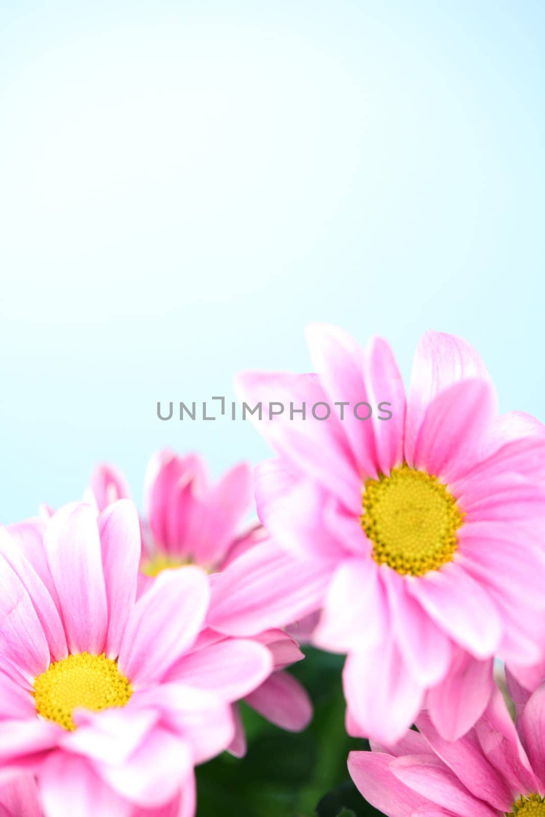 pink chrysanthemum macro close up