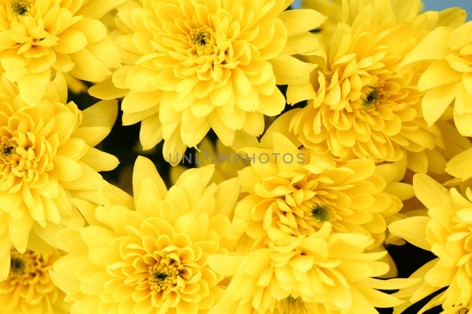 yellow chrysanthemum macro close up