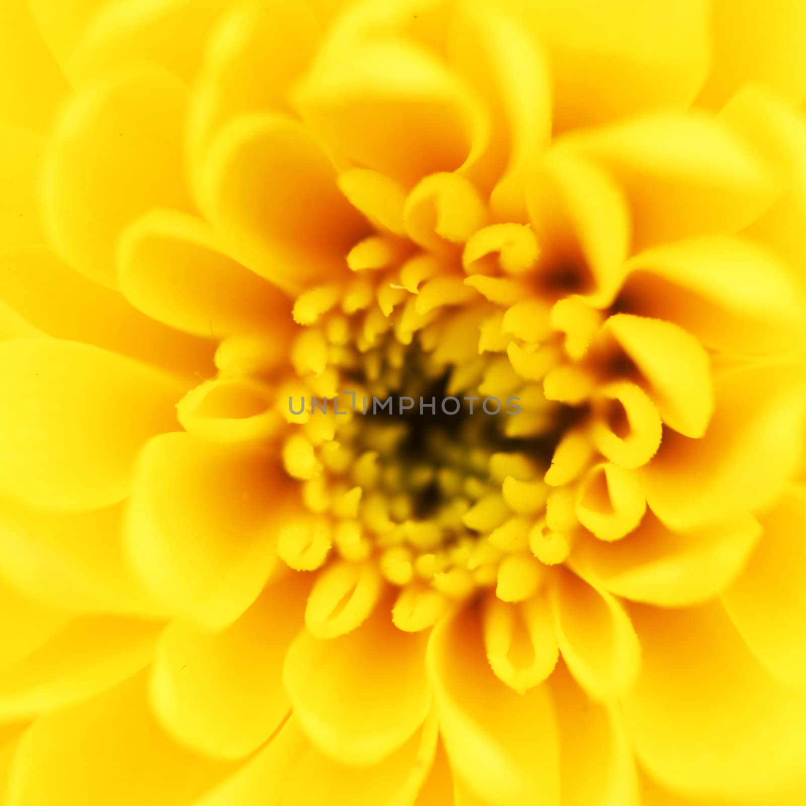 yellow chrysanthemum macro close up