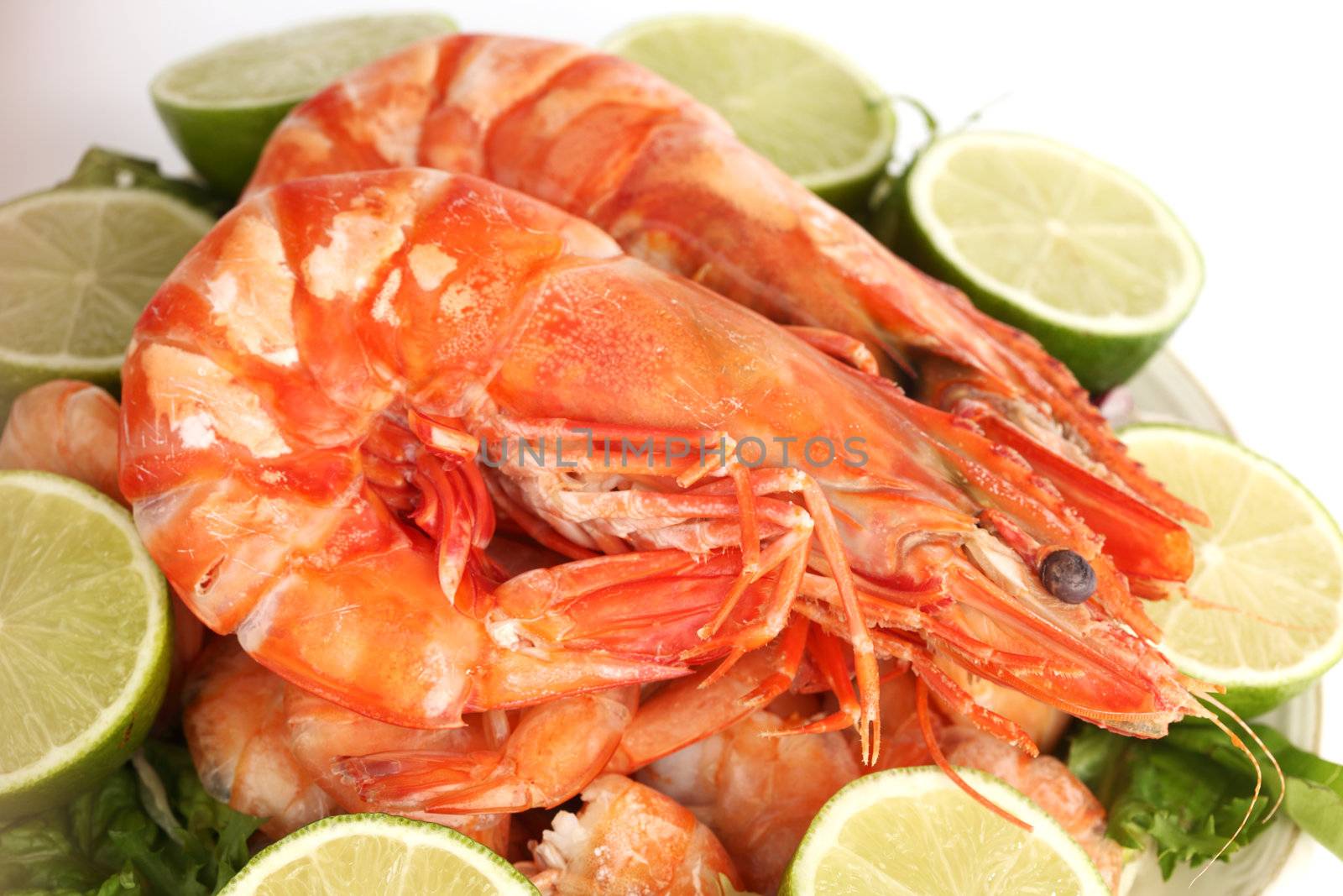 shrimp background macro close up