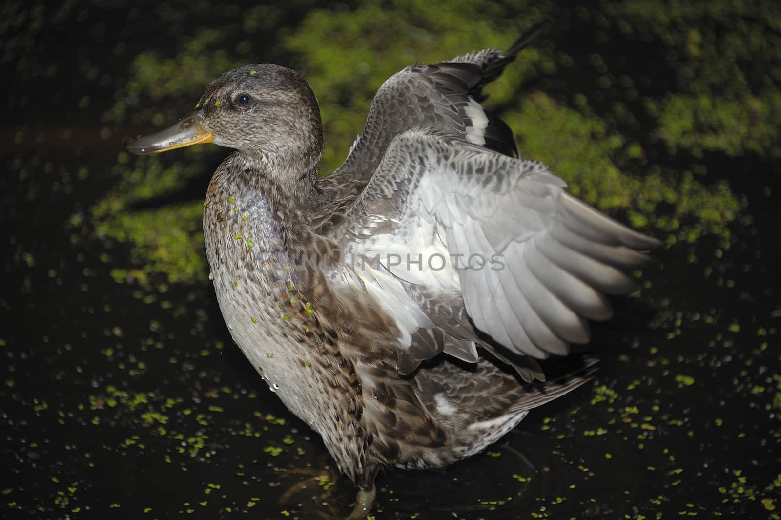 Gadwall brood of floats on the water with green duckweed and feeds