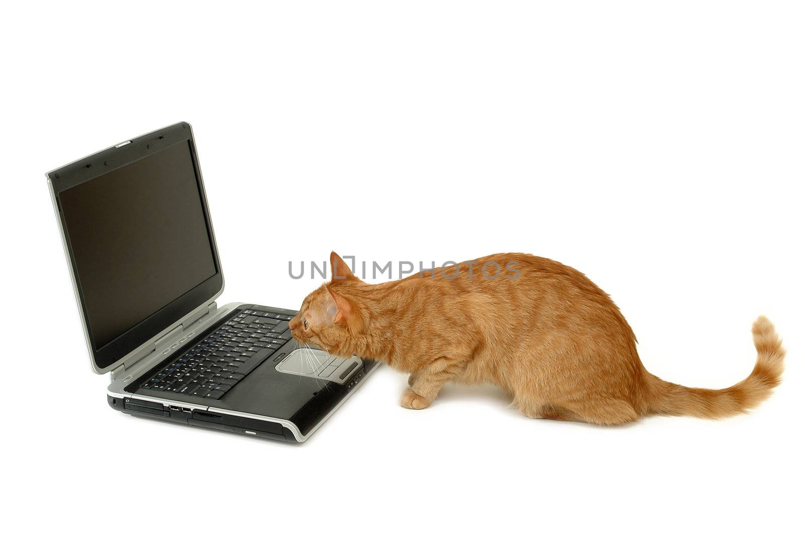 Cat is using laptop computer isolatede on a white background