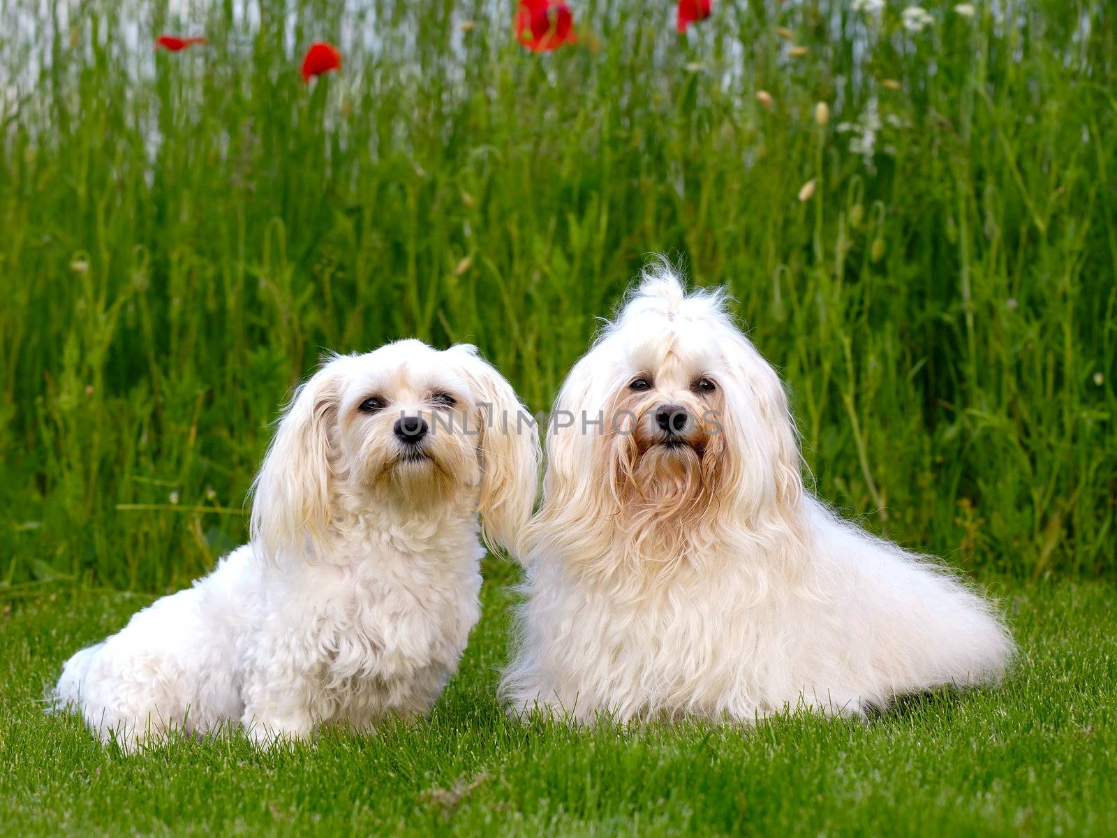 Two dogs is posing on green grass.  Breed: Bichon Havanais