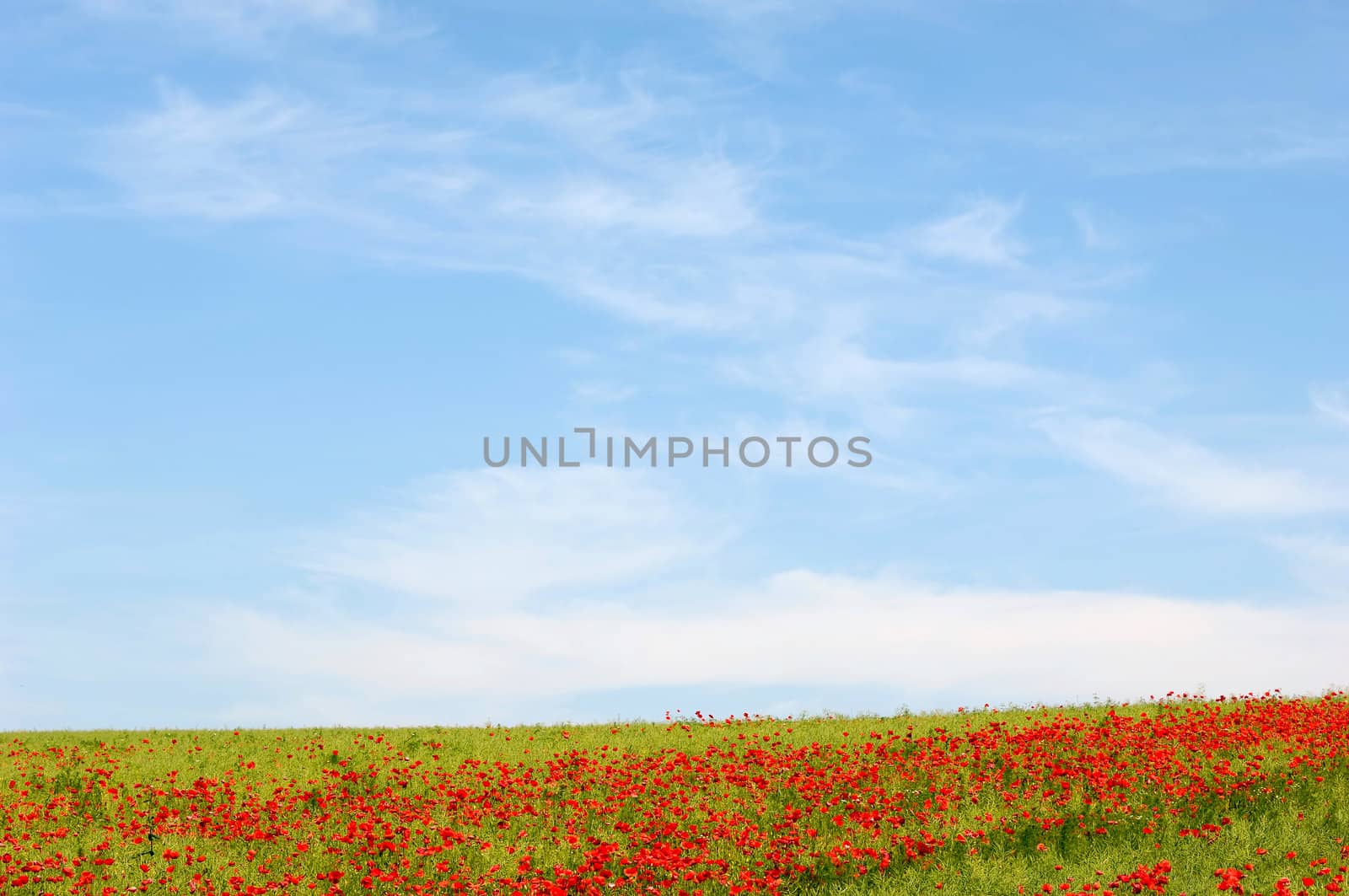 Manny red poppies with blue and cloudy sky