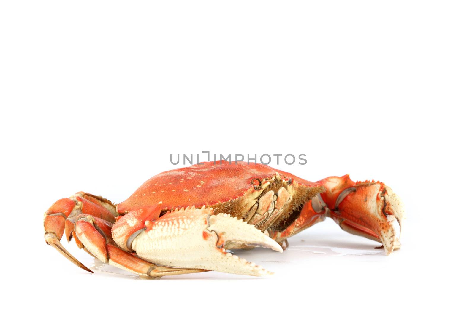 dungeness crab isolated on white