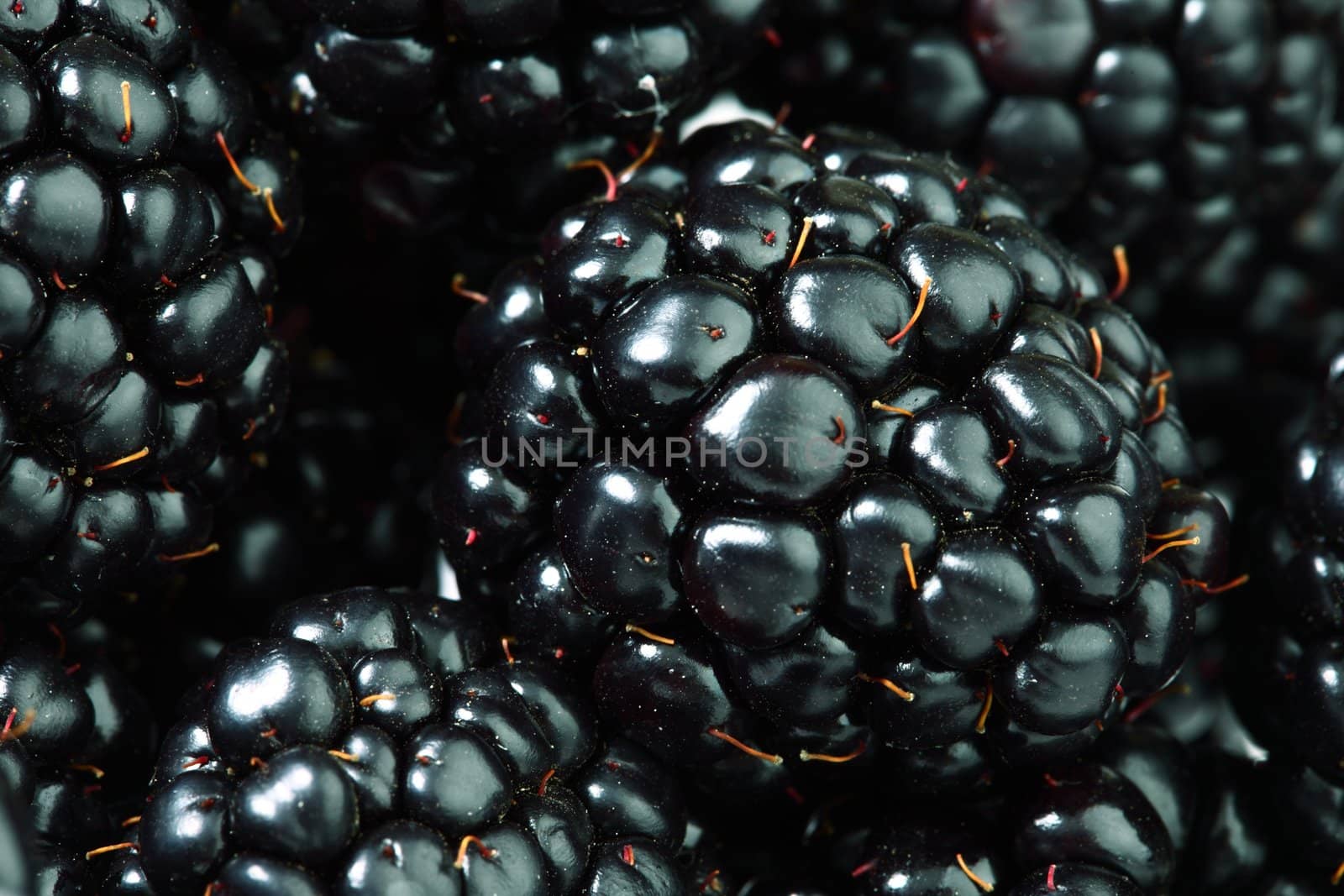 blackberry background macro close up