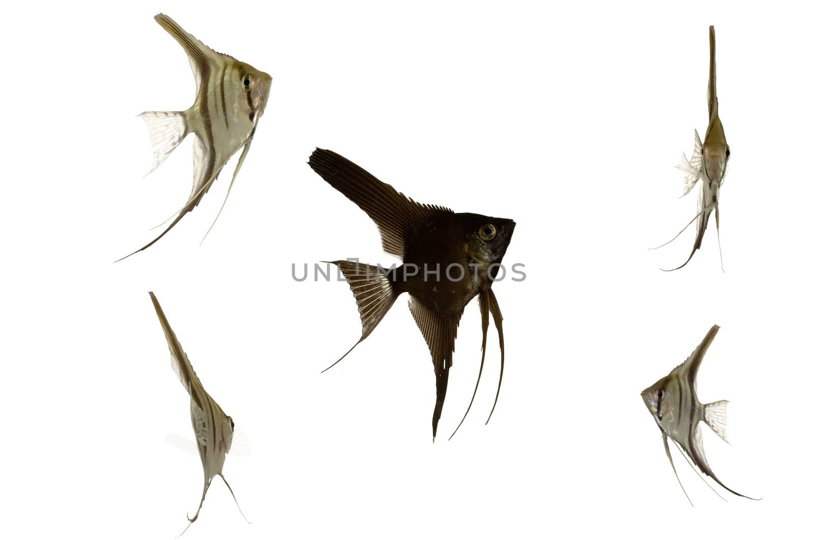 Five scalar fish swimming. Taken on a clean white background